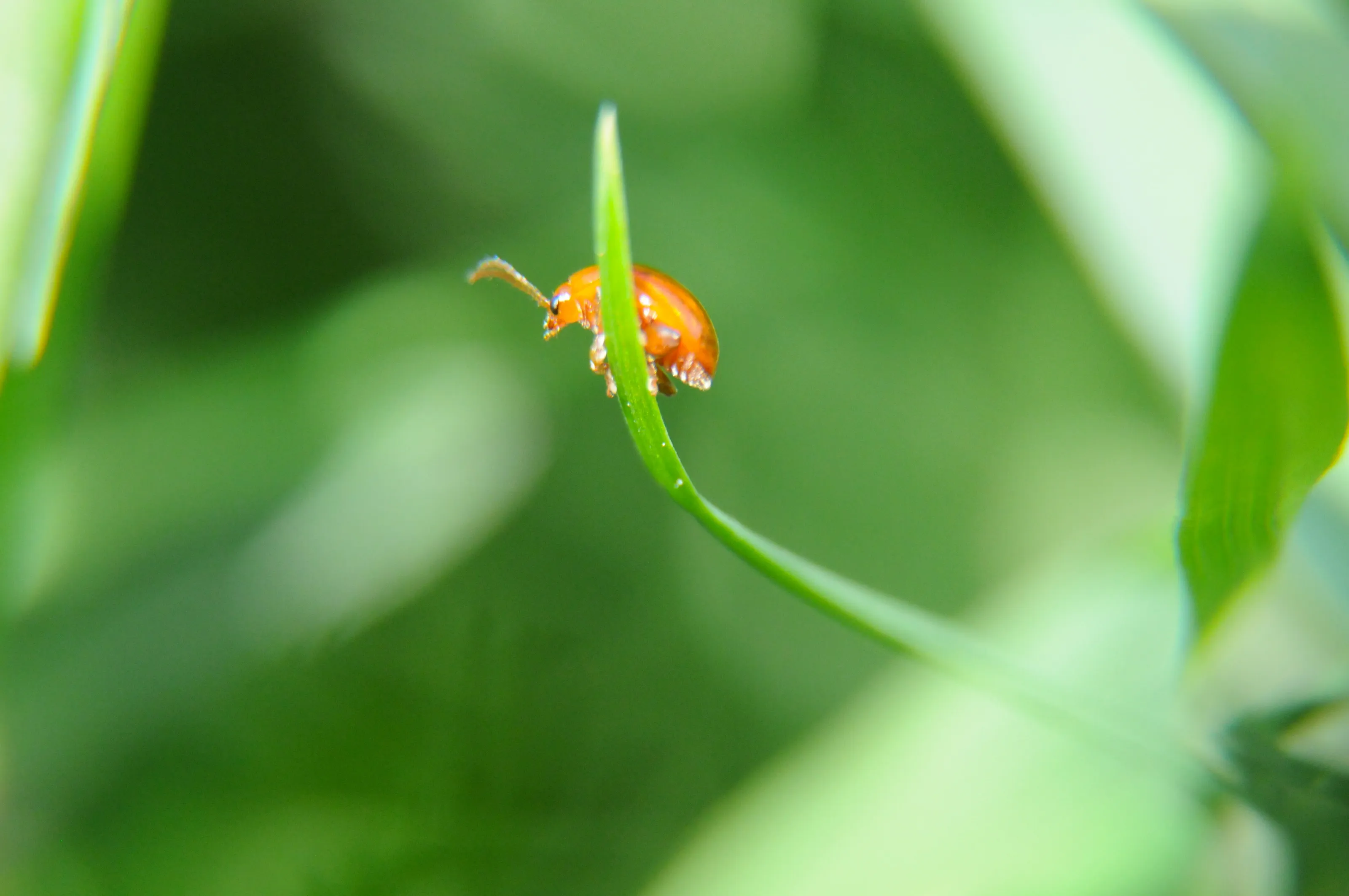 Thistle Leaf-Miner Beetle