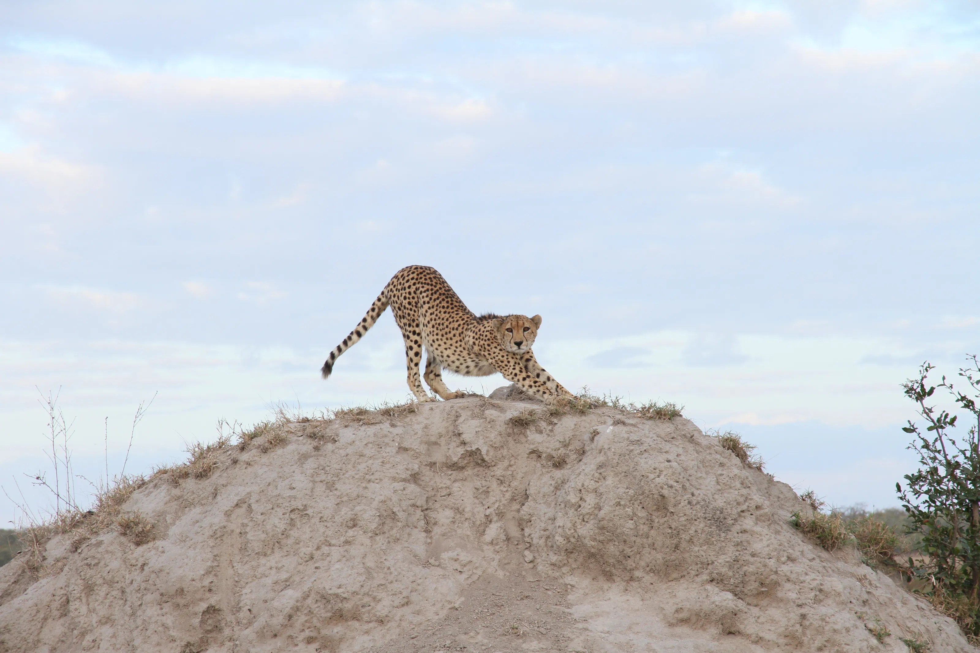 Stretching Cheetah