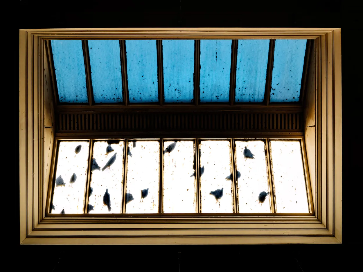 Pigeons aloft