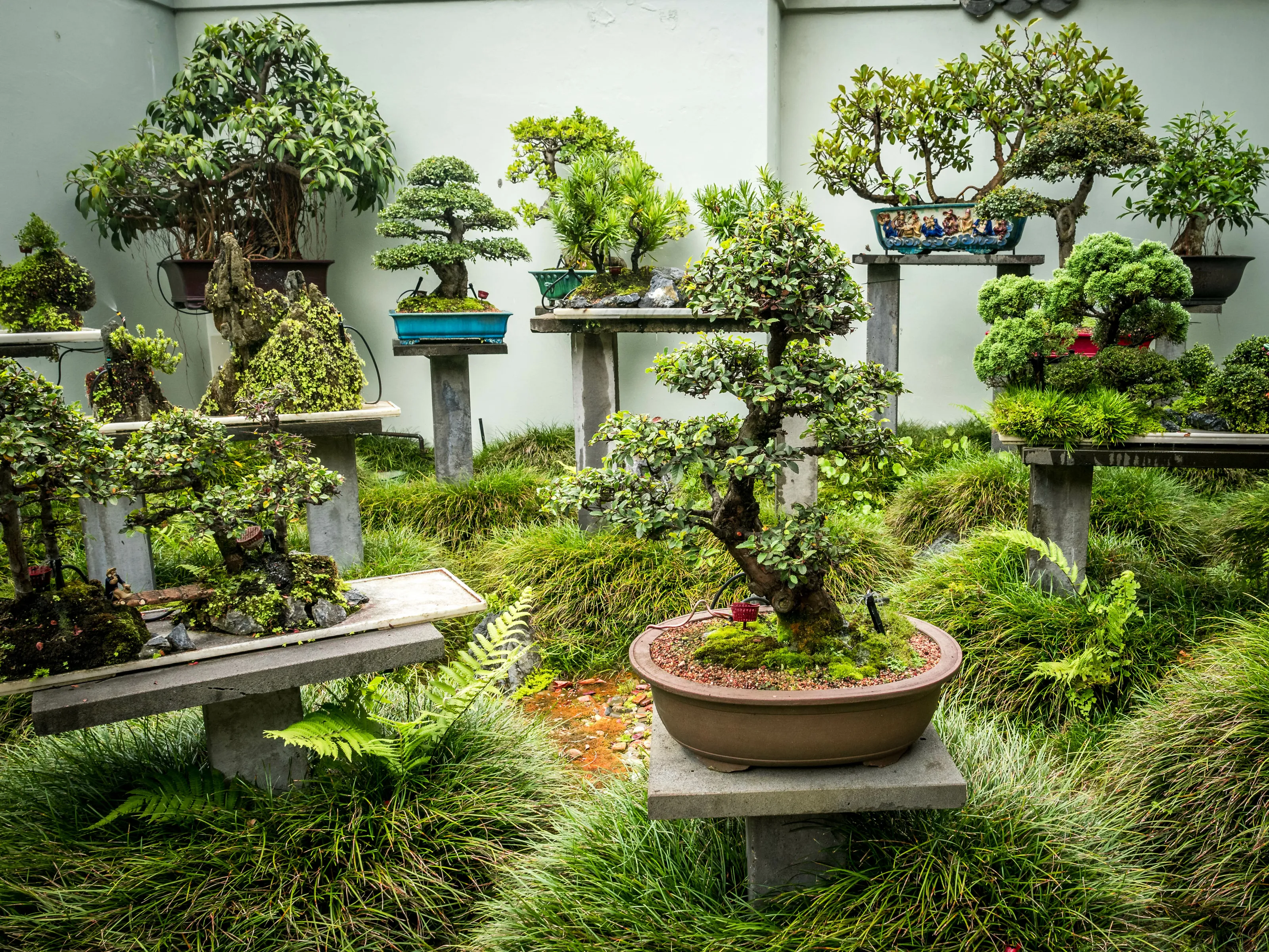 Bonsai Sydney