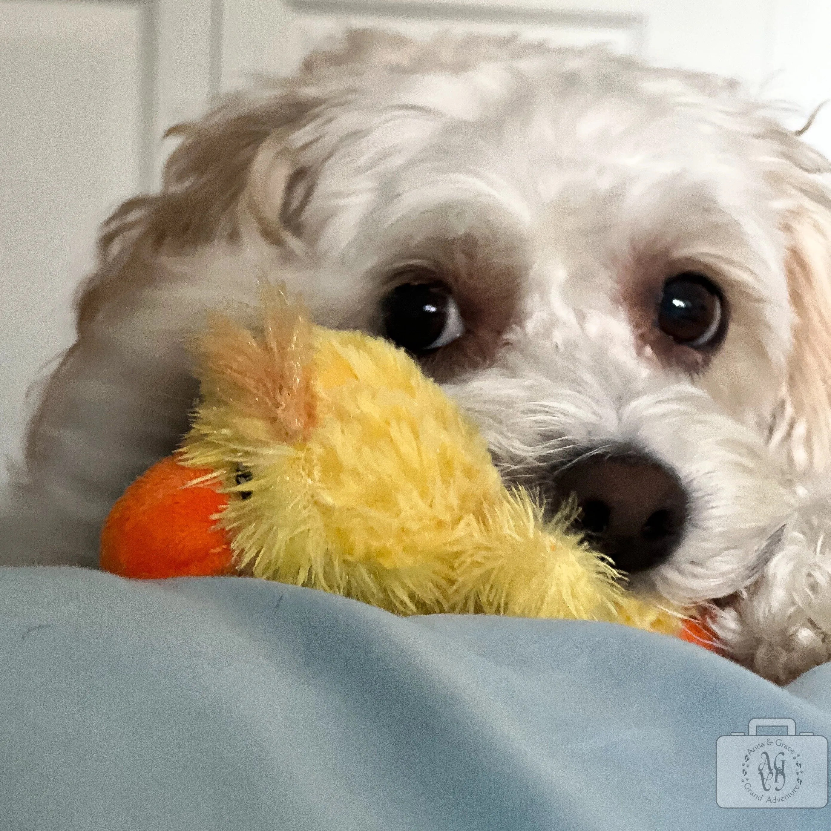 Gracie & Pip Squeak
