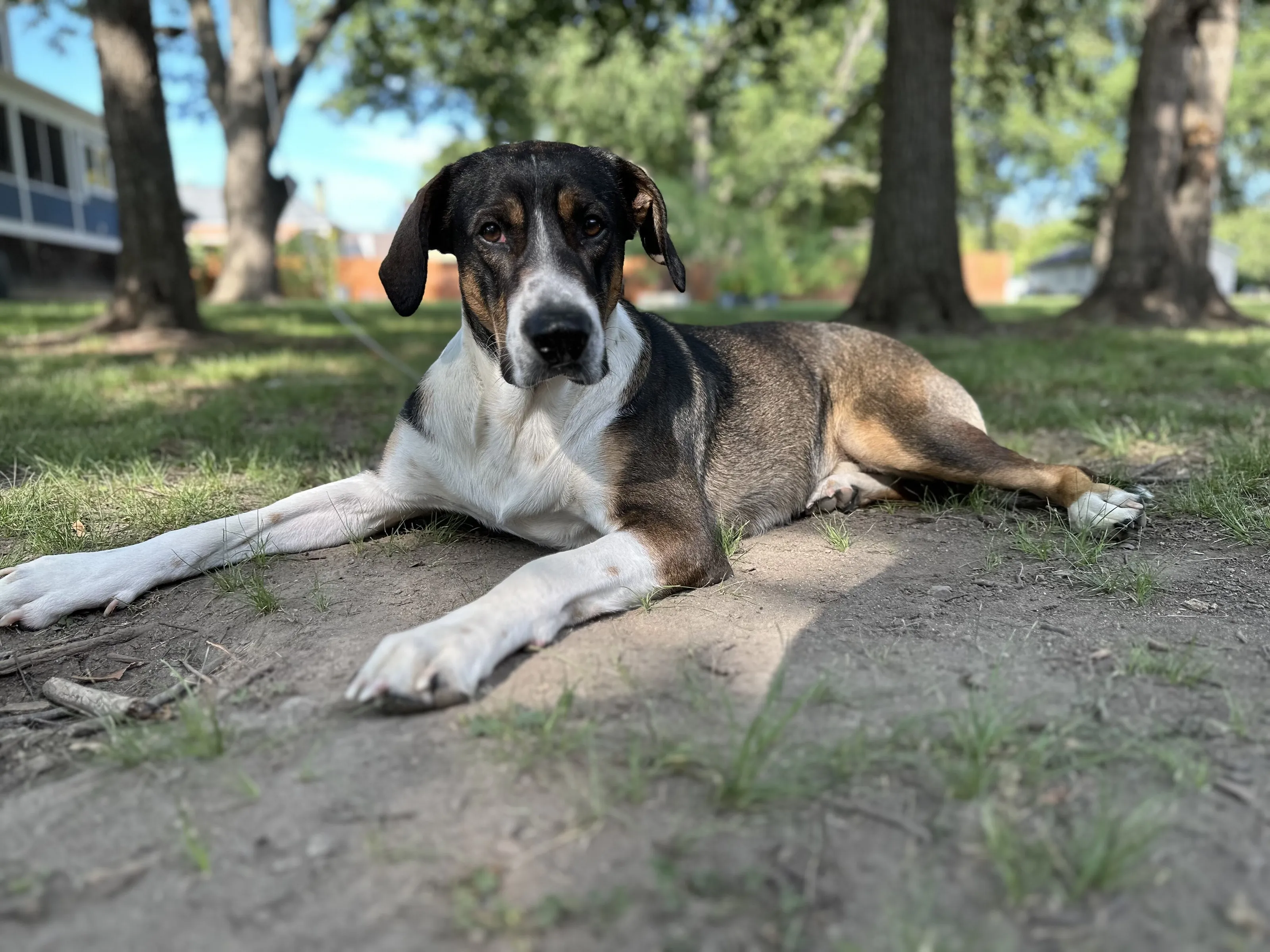 Pawfect Life