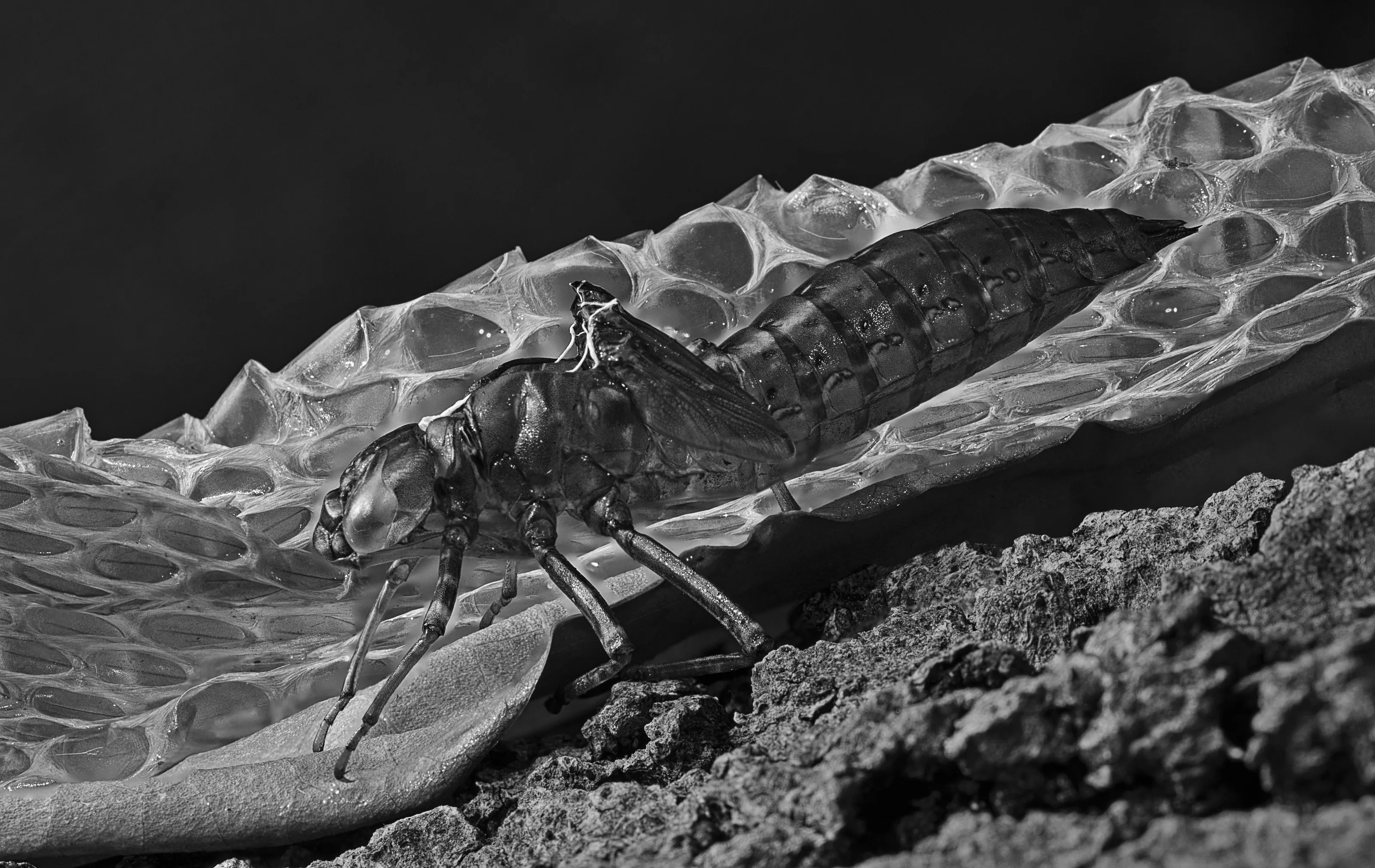 Nature's detritus
