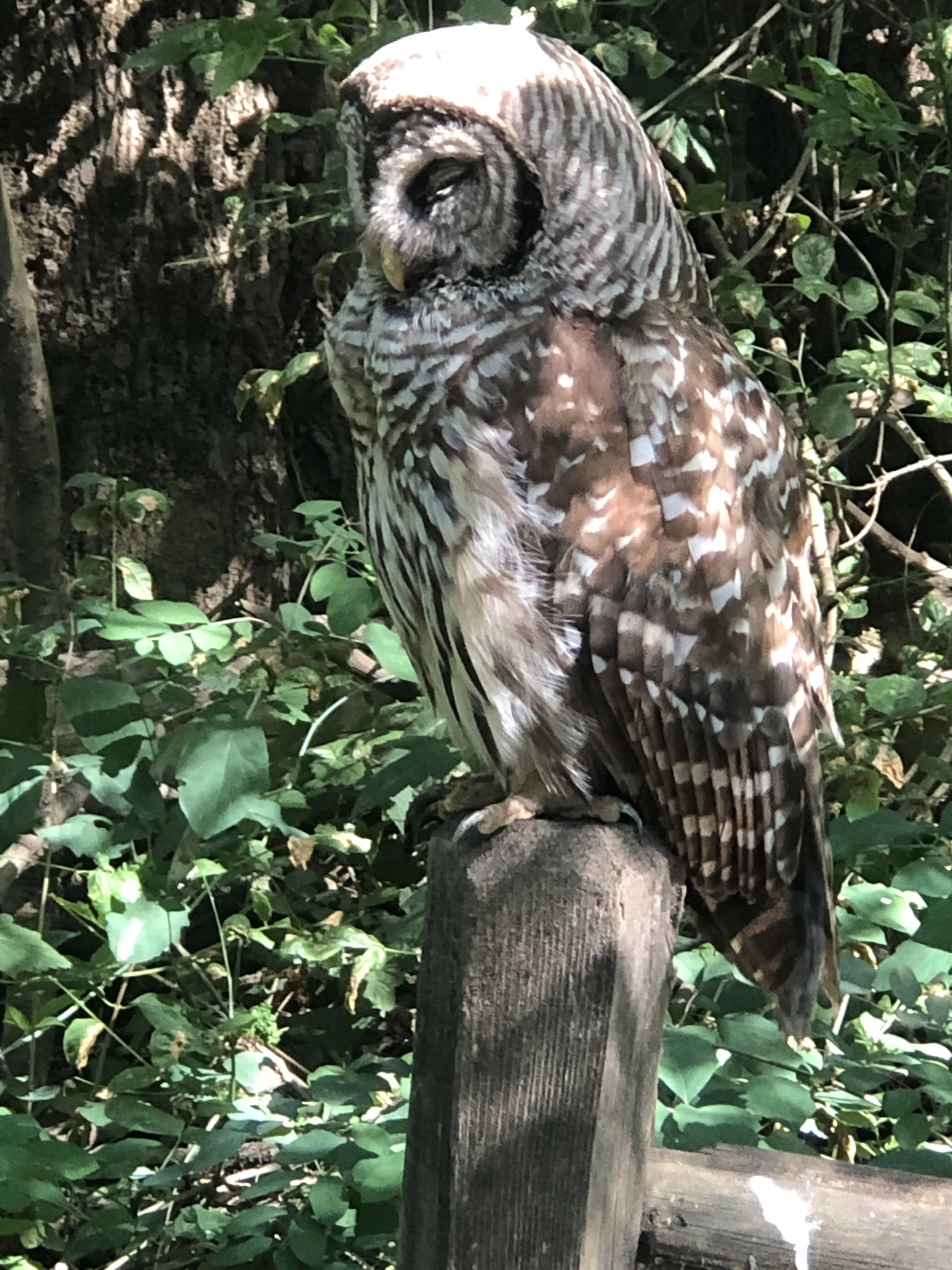 friendly wild barred owl i hung out and sat with for 35 minutes