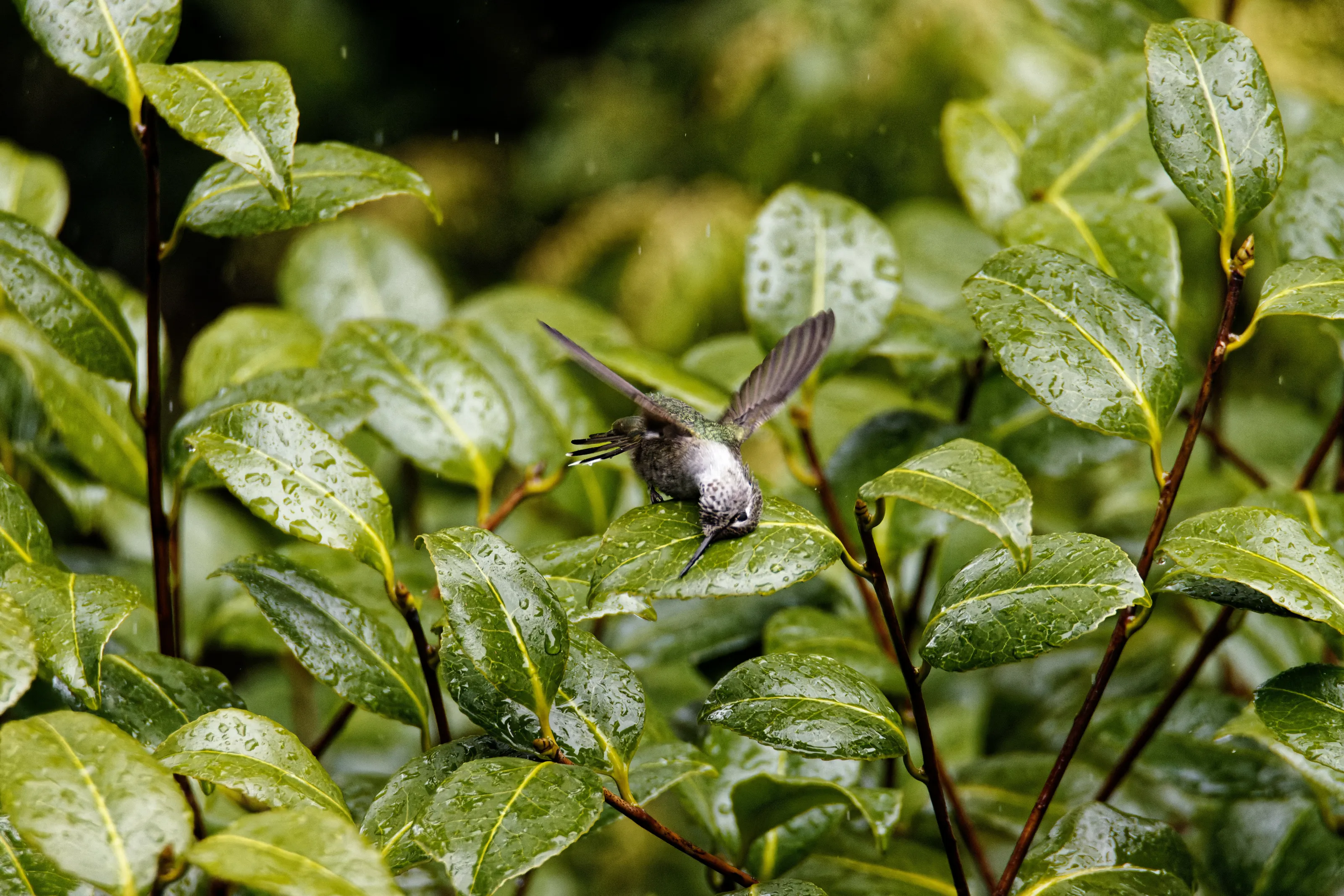 Female Anna's hummingbird bird bath on leaf
