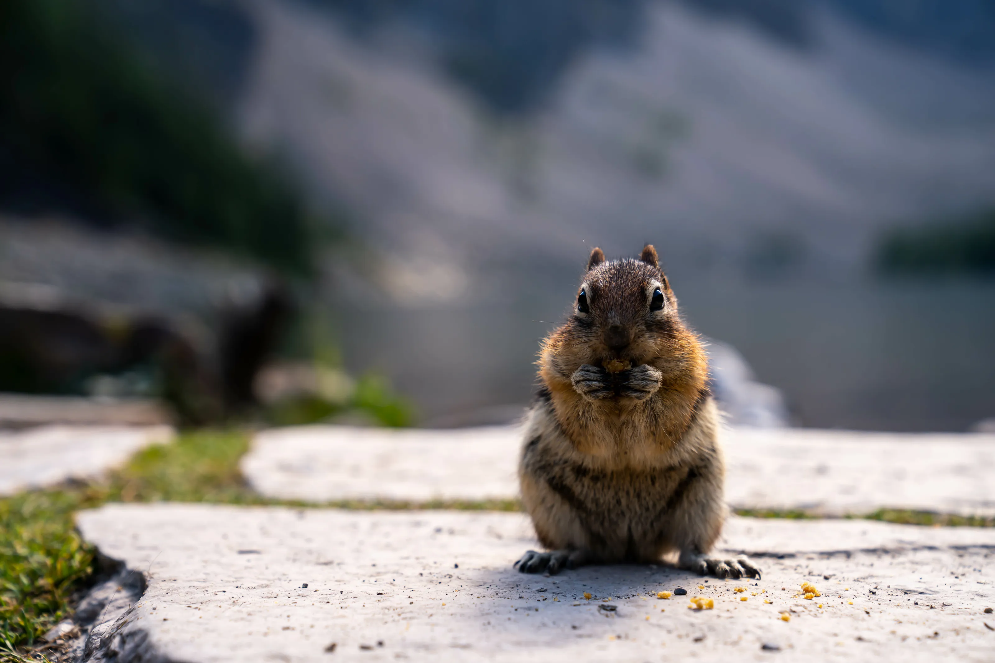 hungry chipmunk