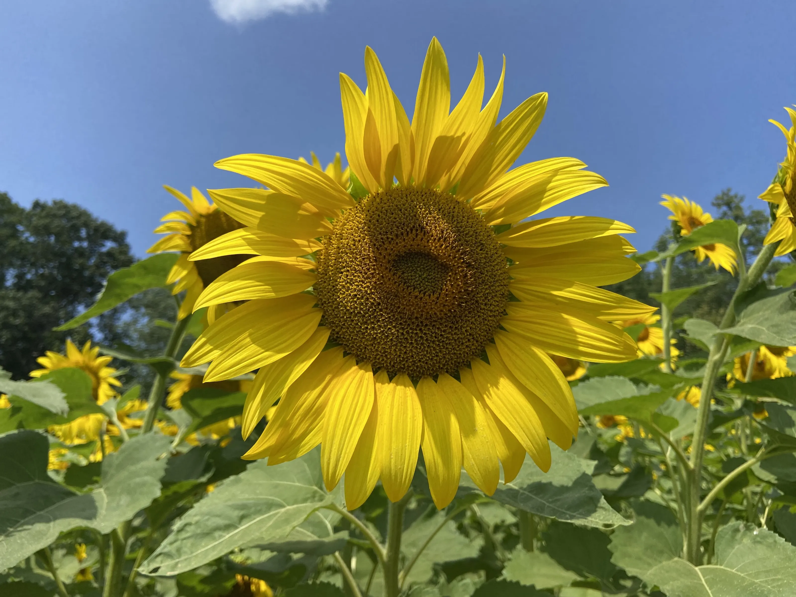 Sunflower