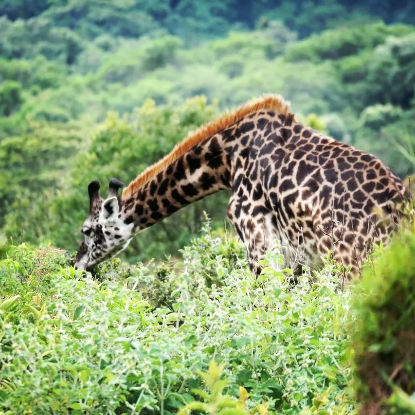 Kili Zebra