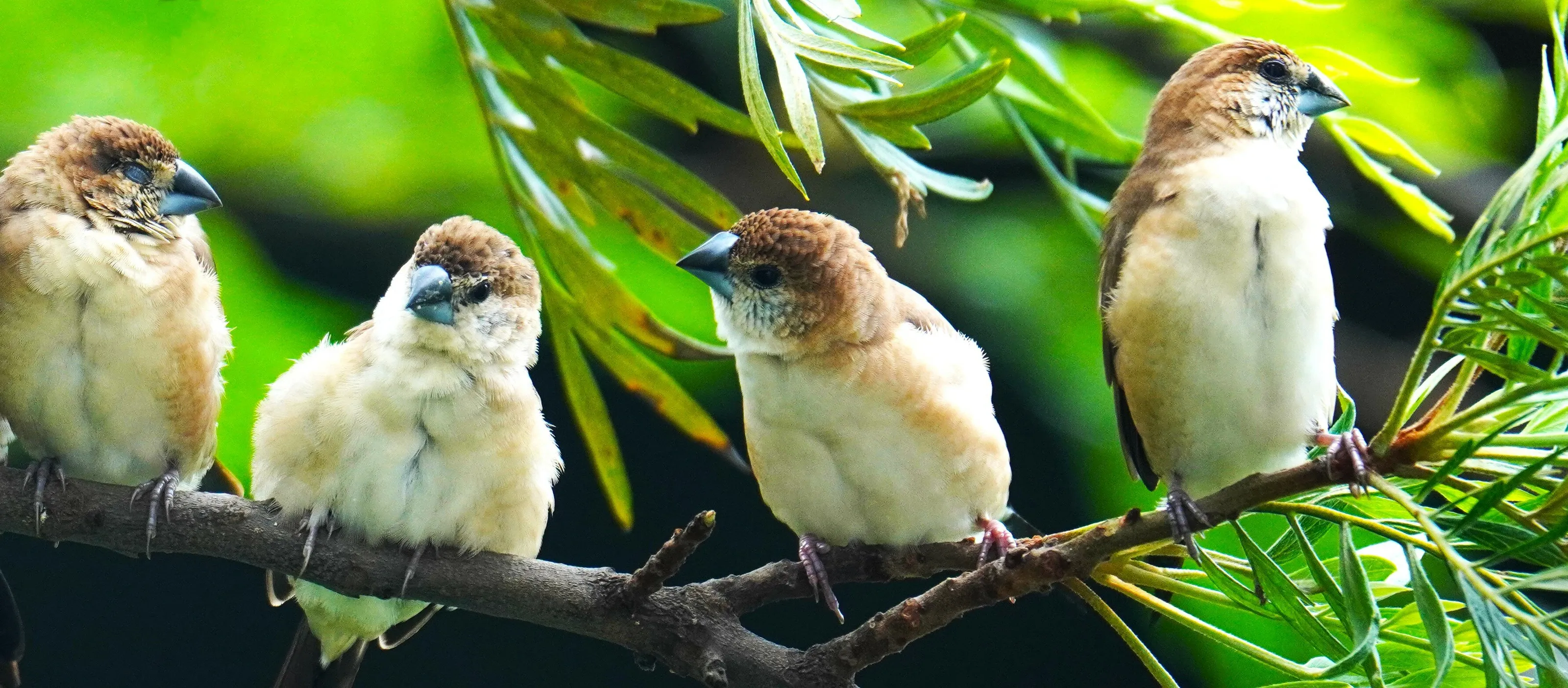 Finches.