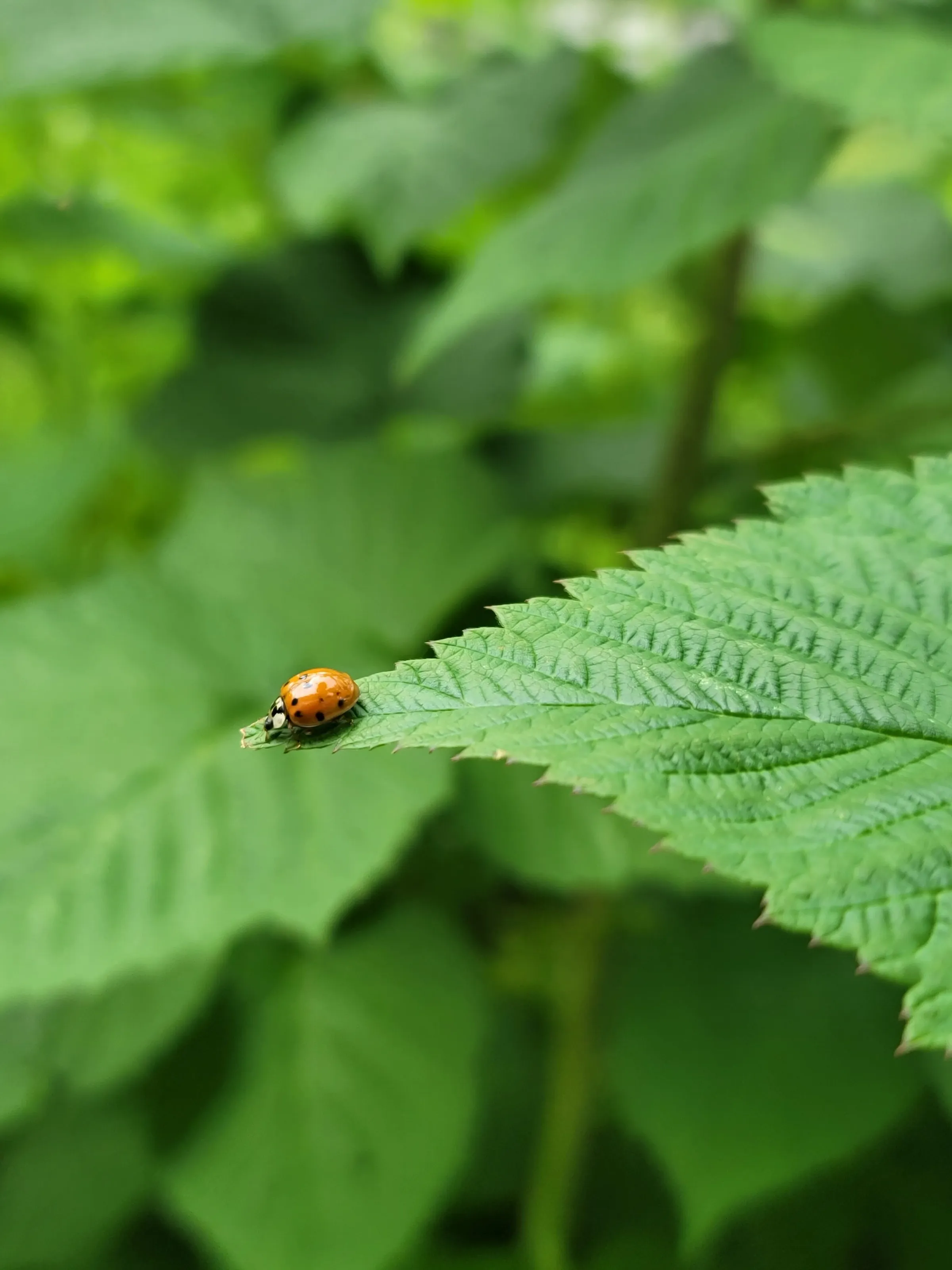 Ladybug Leaf