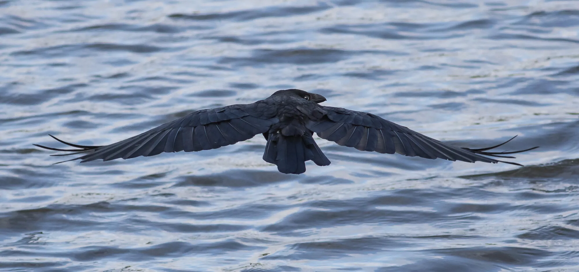 Entry 2184785