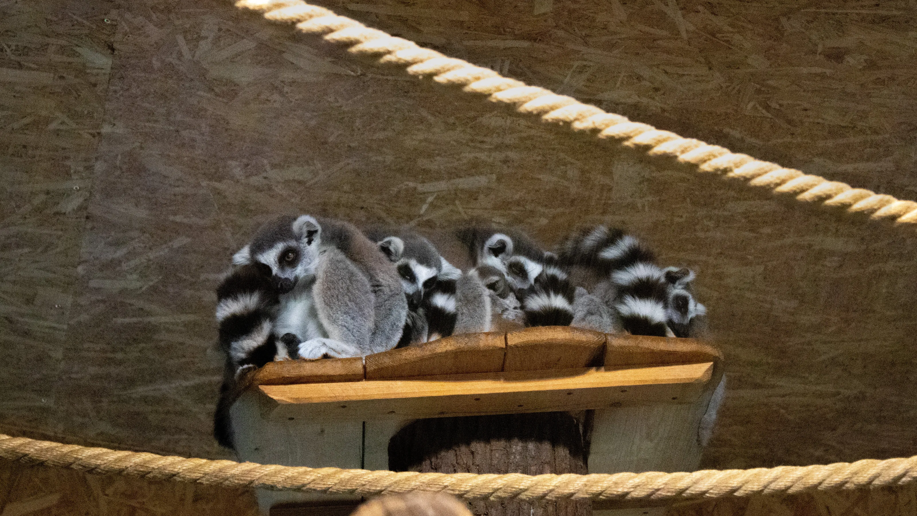 Lemur kata
