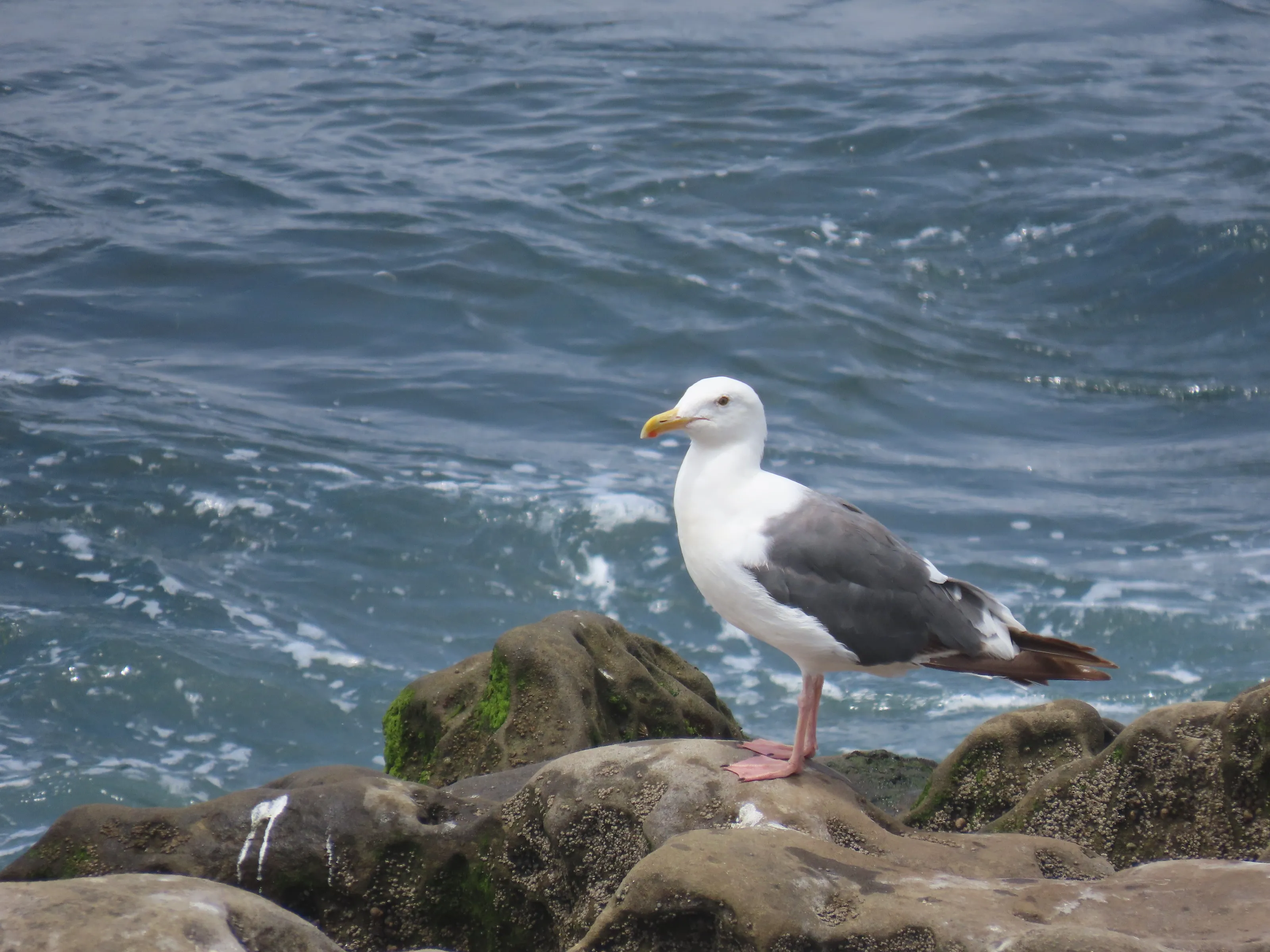 Standing Pigeon on the Shoreline