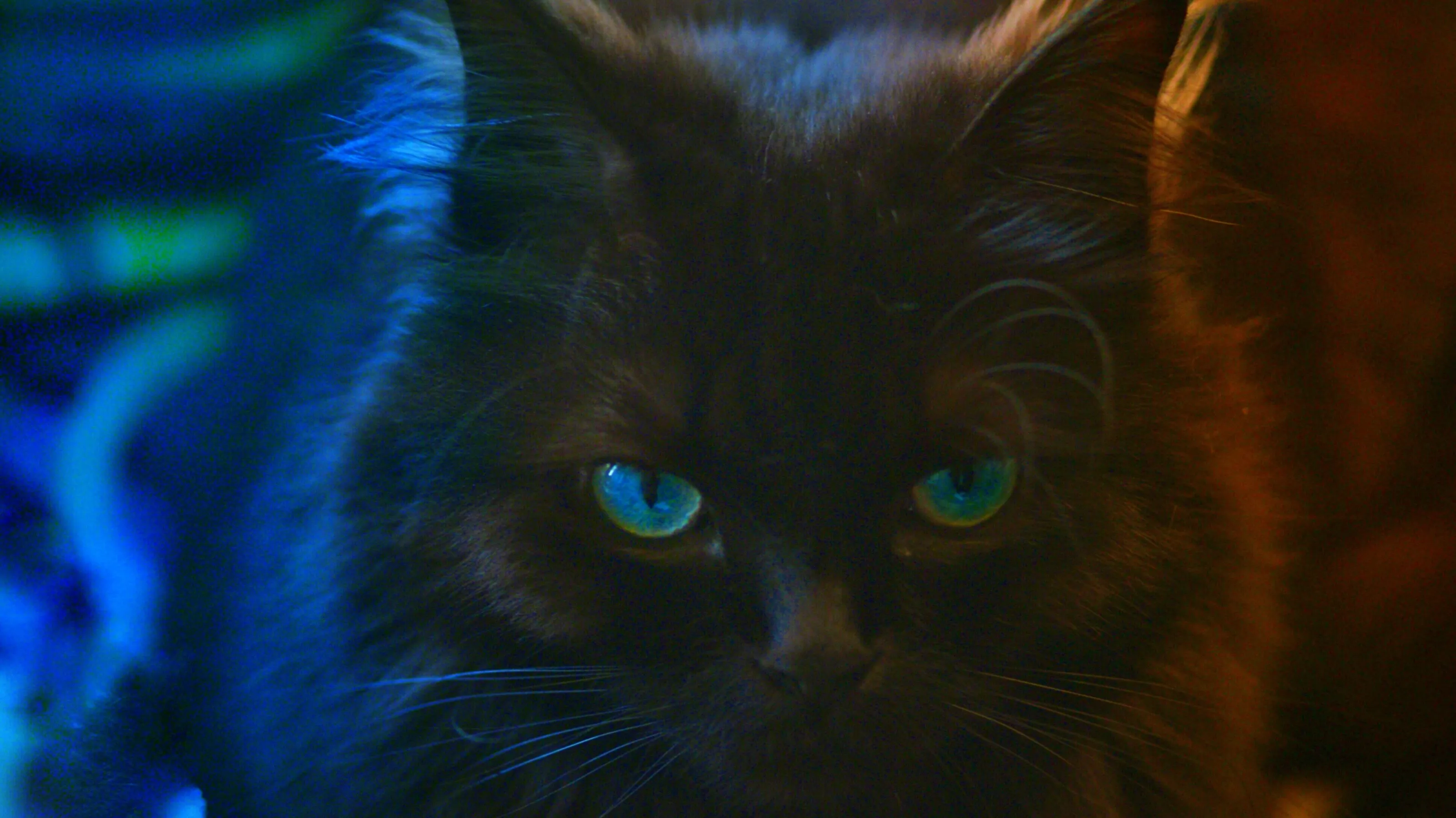 Banner image