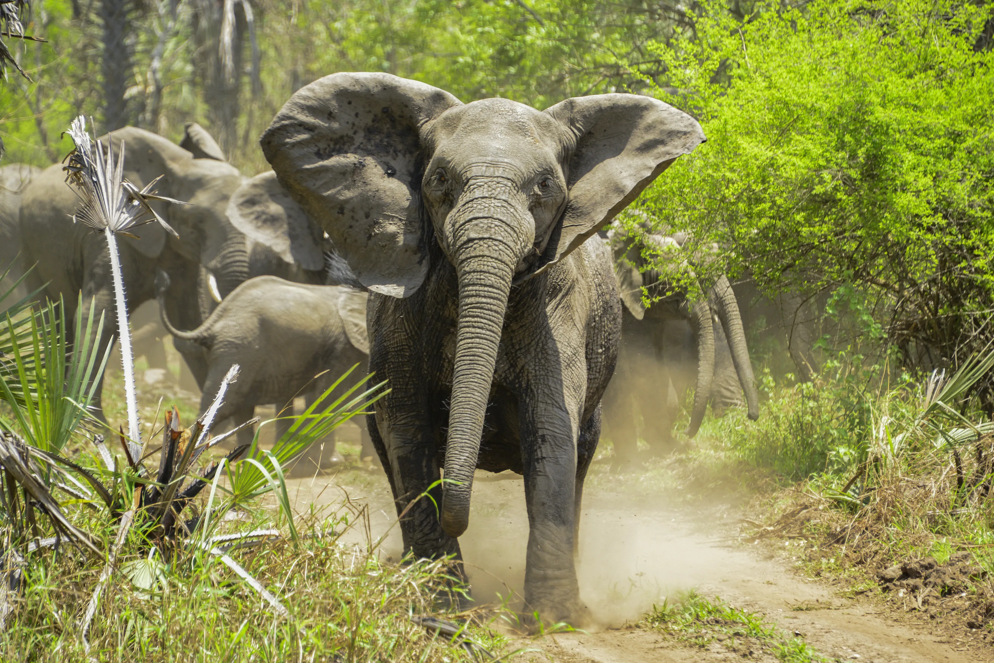 Defending the Herd