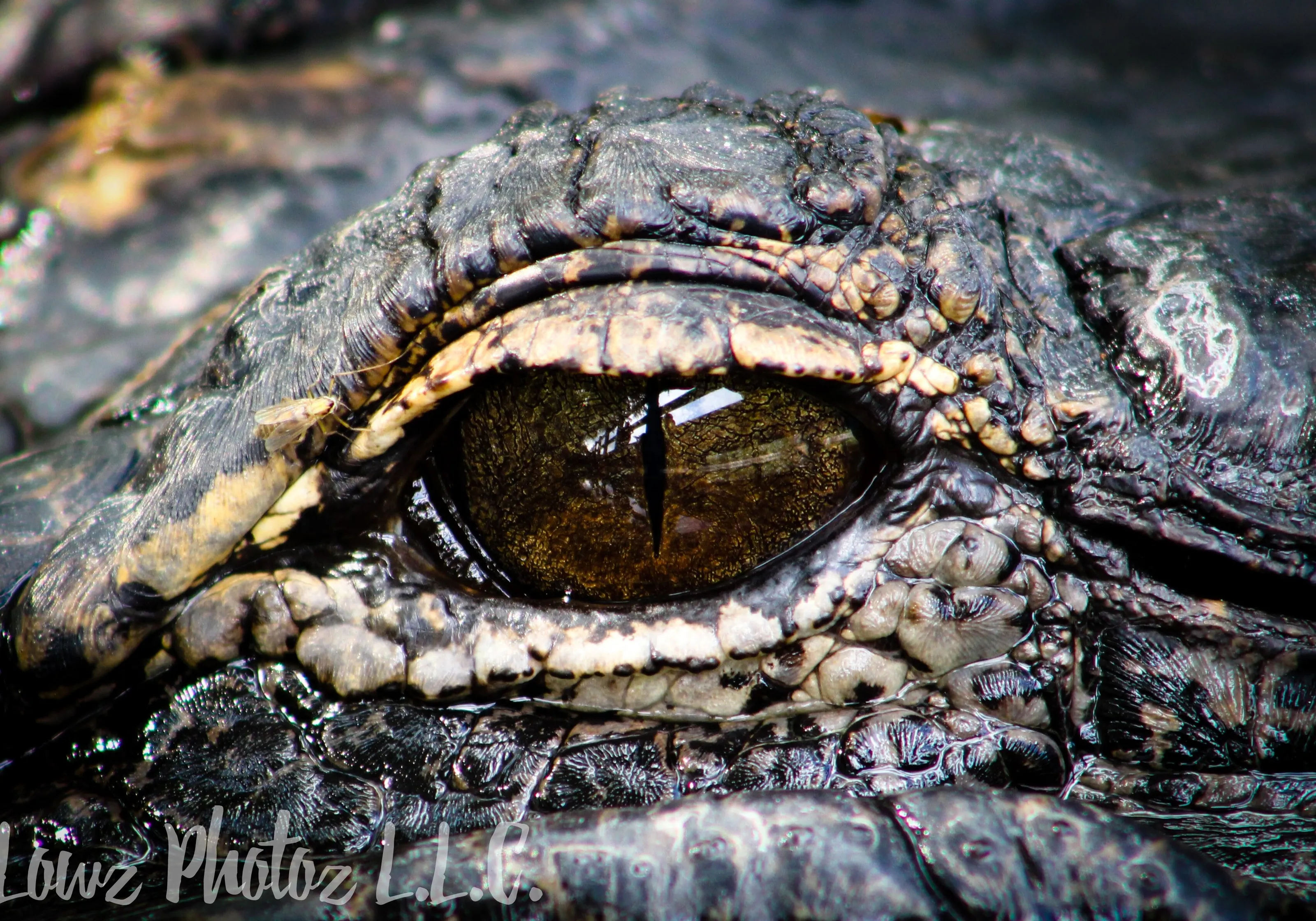 Watching me watching you