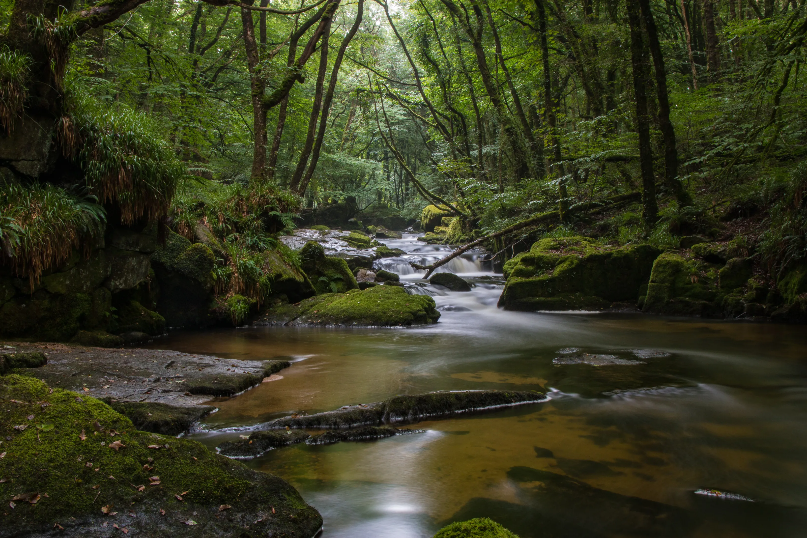 Forest Falls