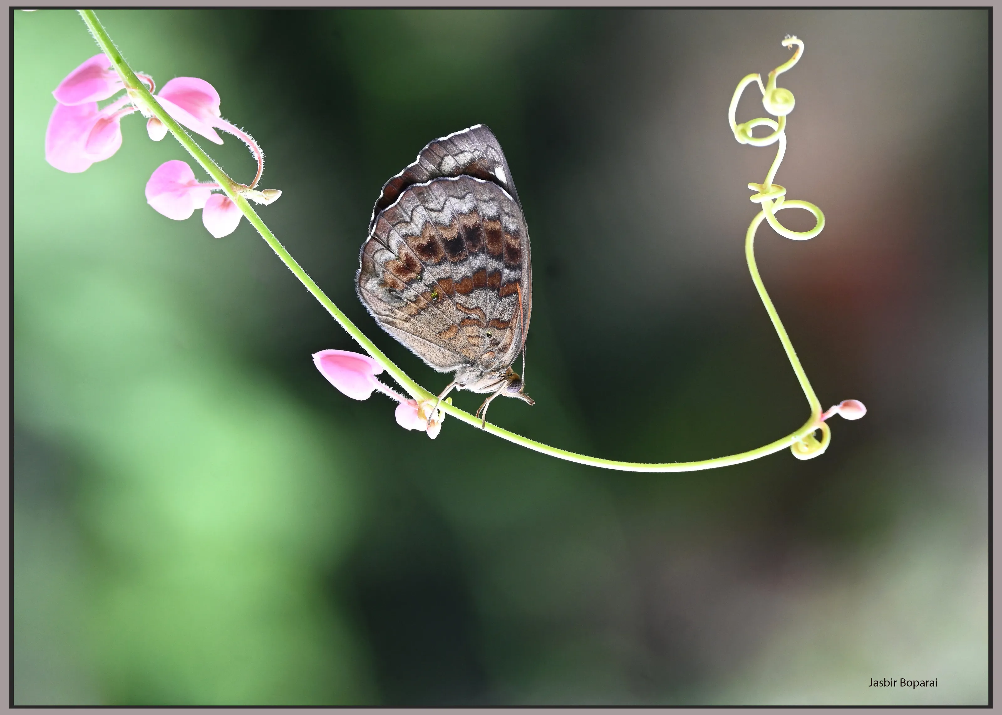 COMMON CASTOR BUTTERFLY