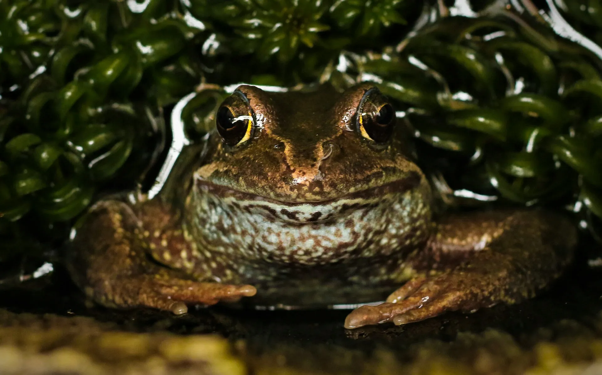 Happy frog