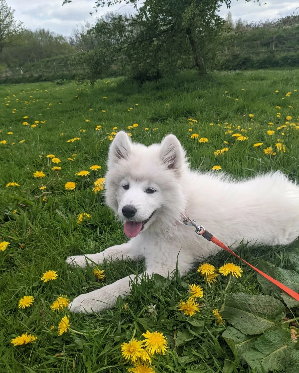 Meet BamBam!!