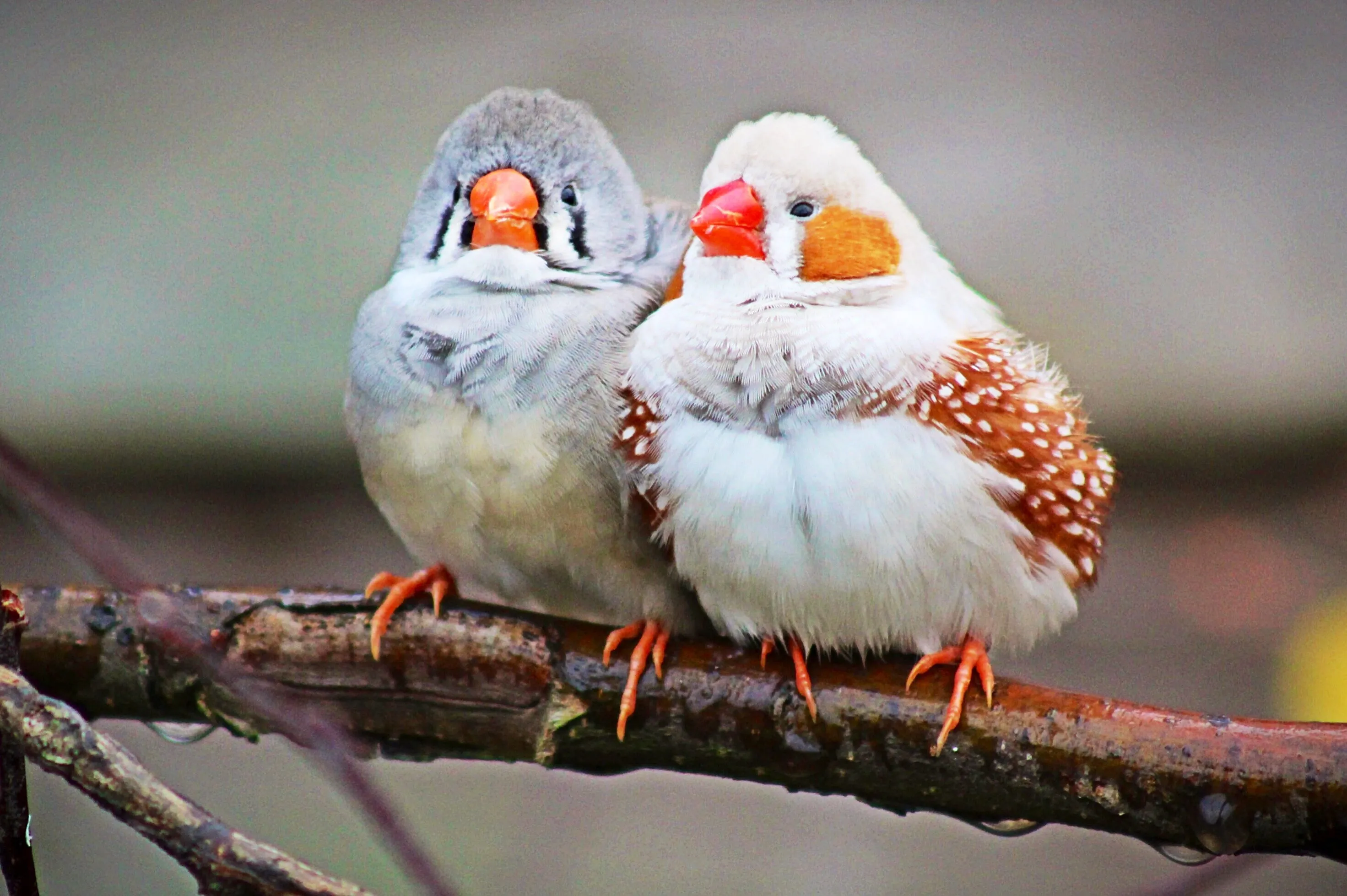 Love Birds
