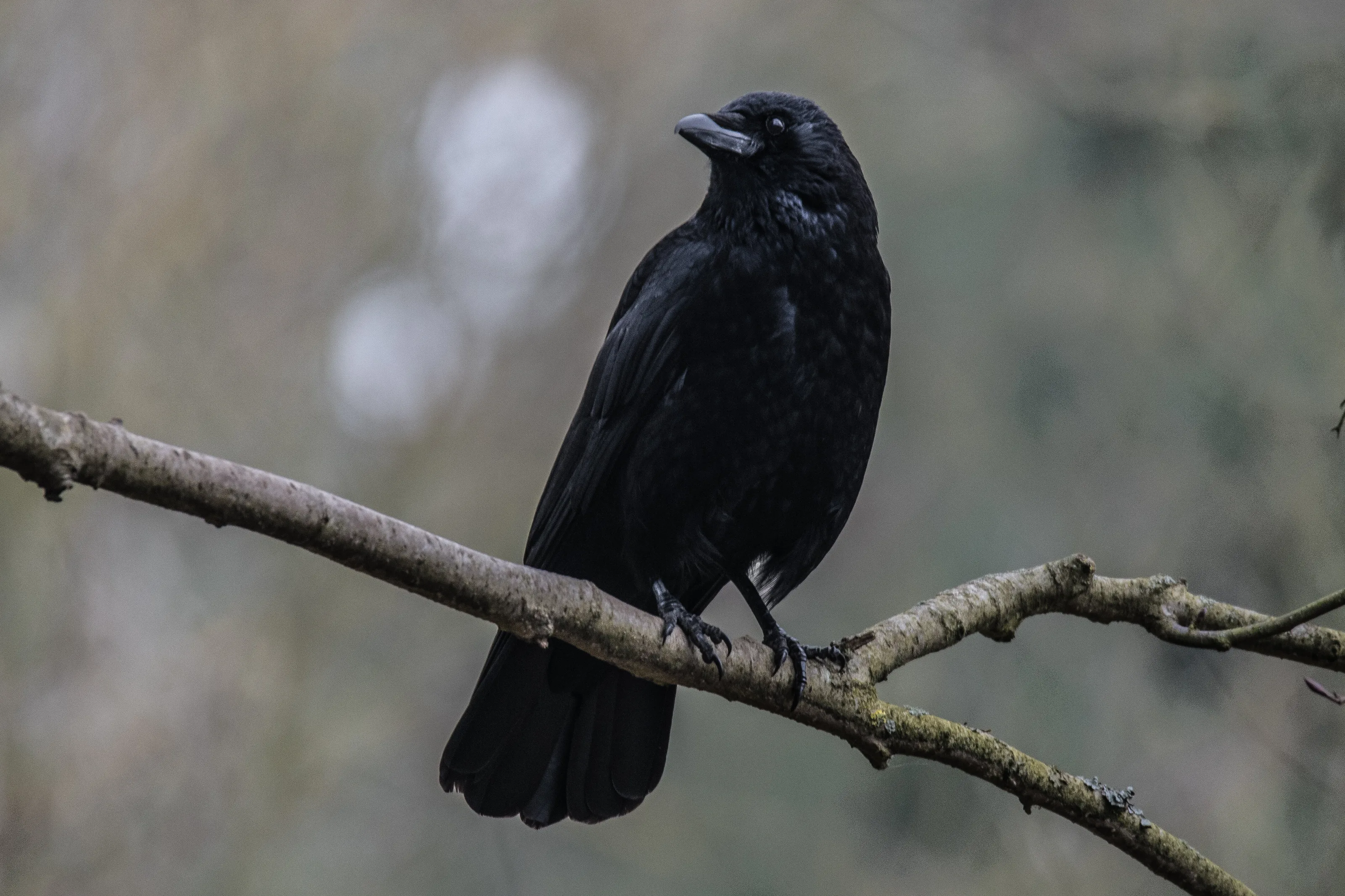 Carrion crow