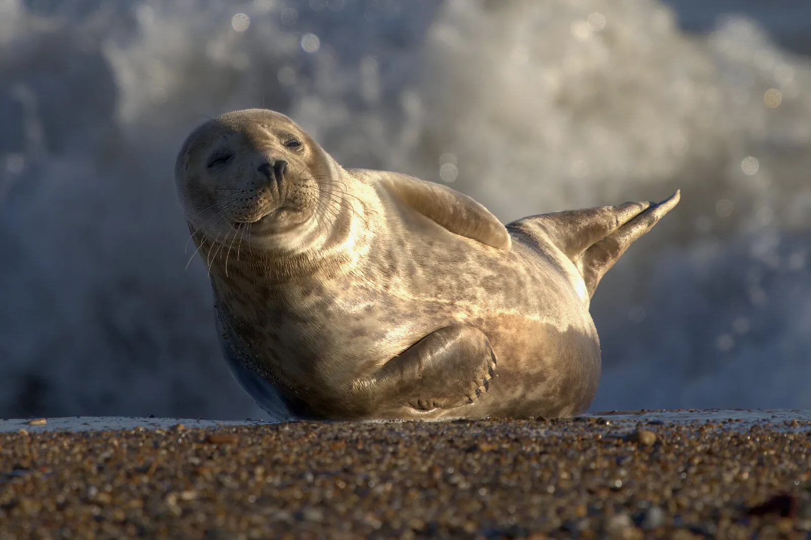 Norfolk seal