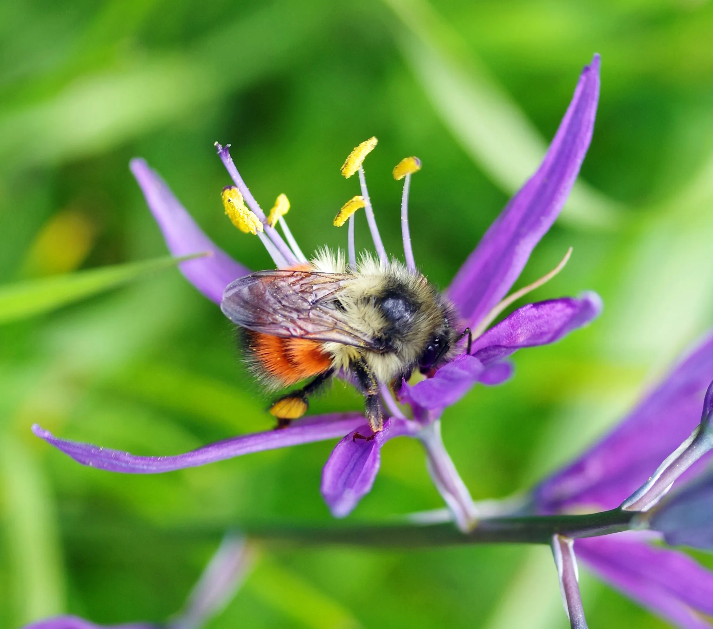 Camas and a Bee