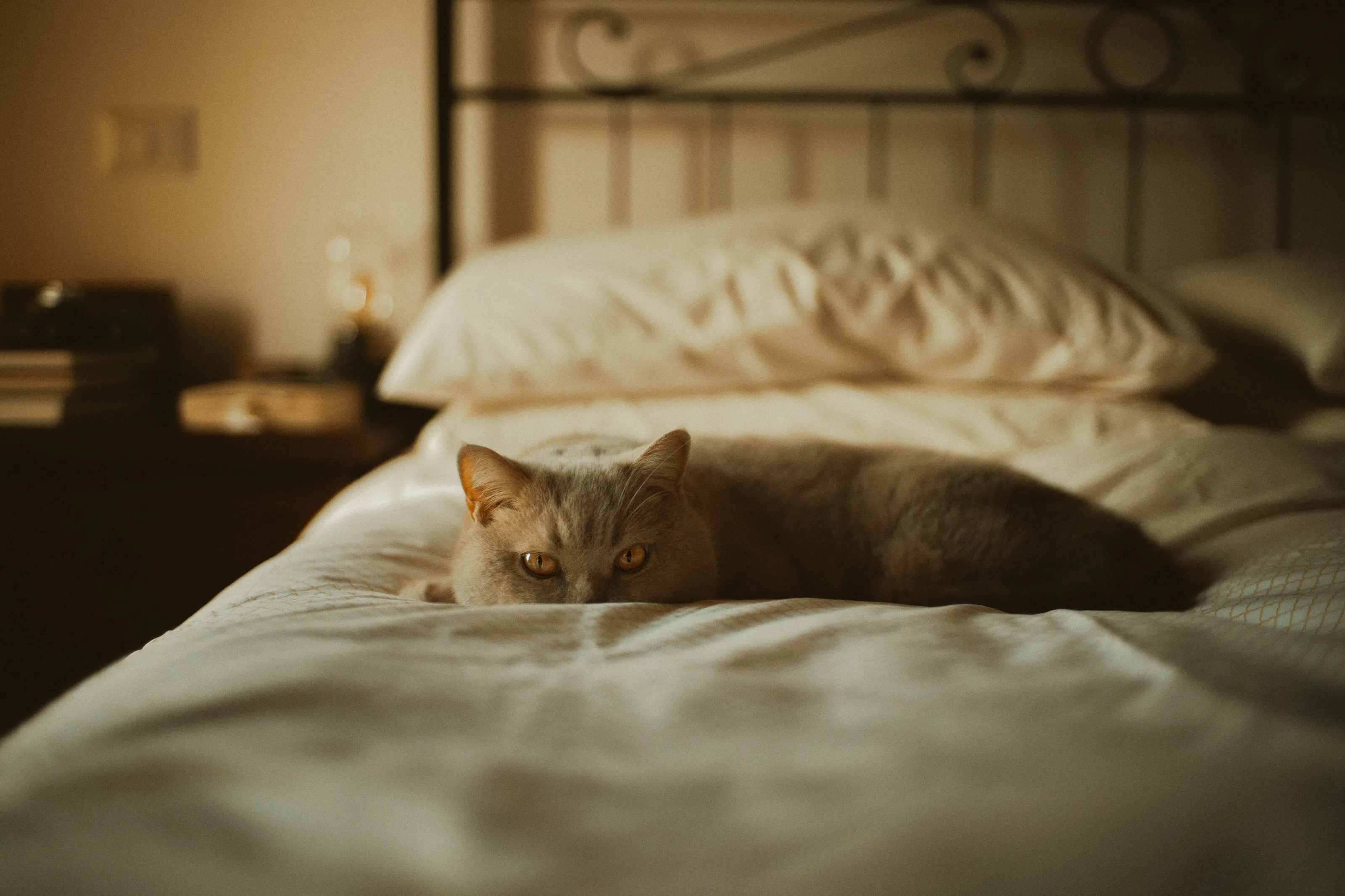 cats & boudoir