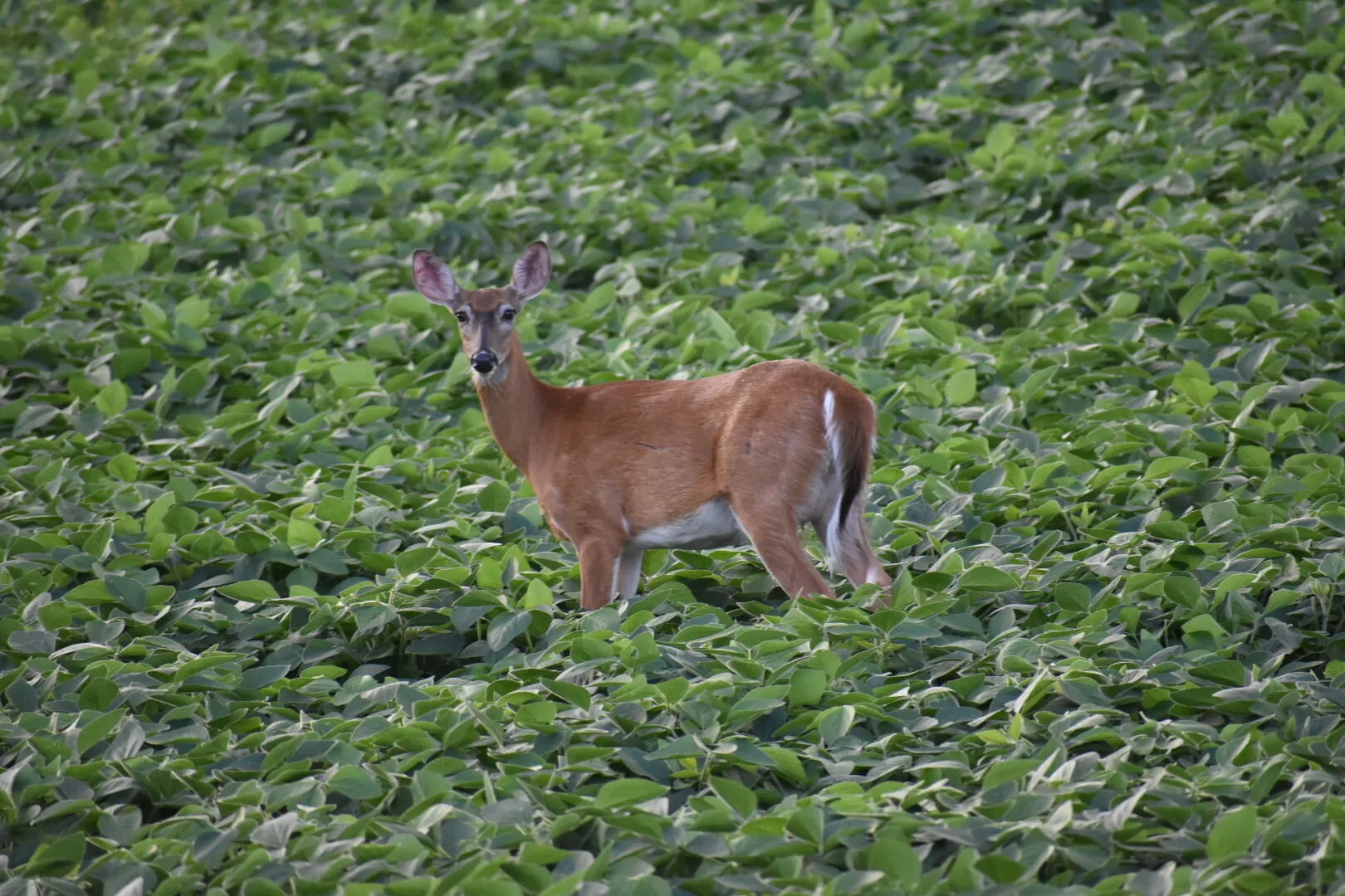 Doe in Soybeans