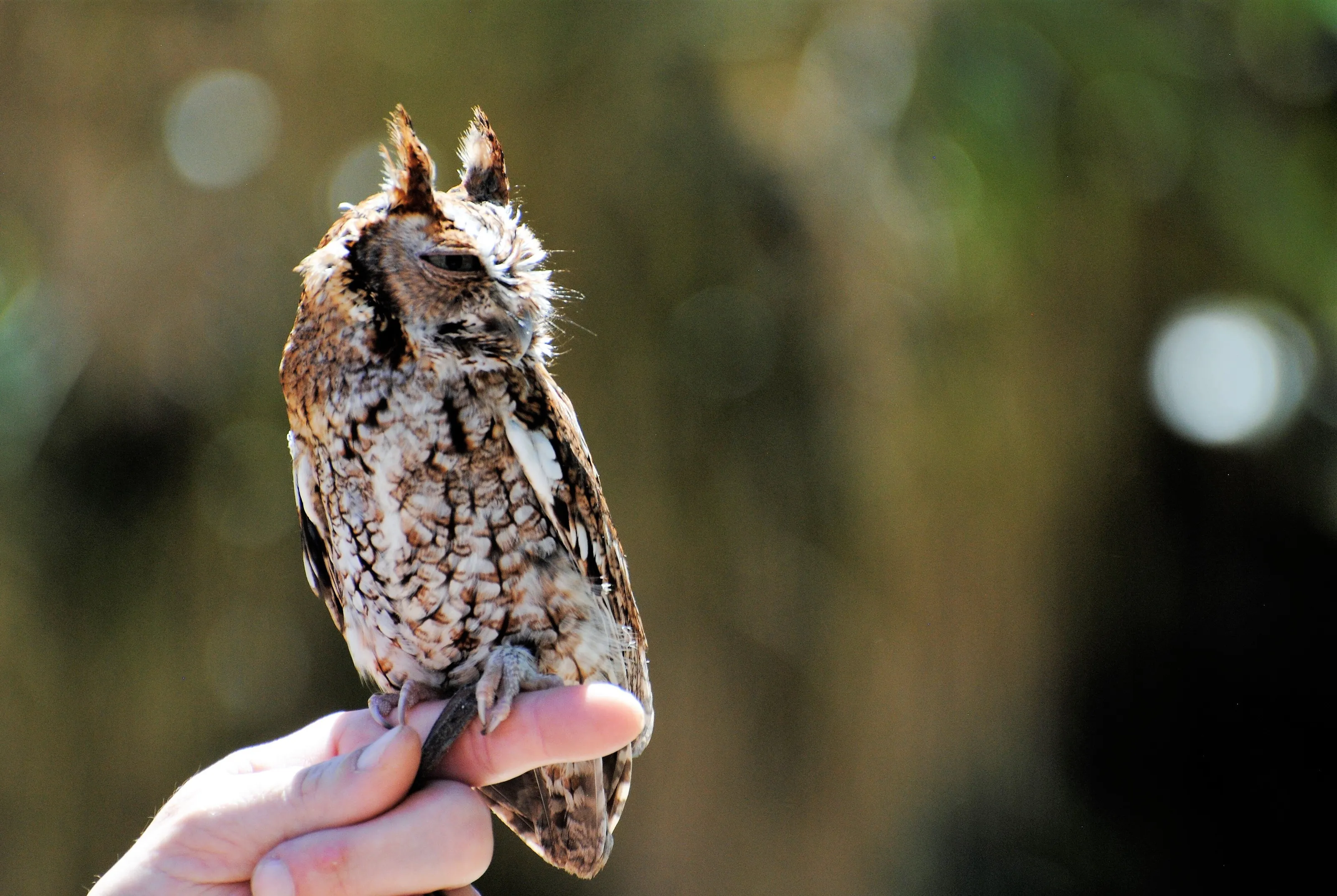 Tiny Owl