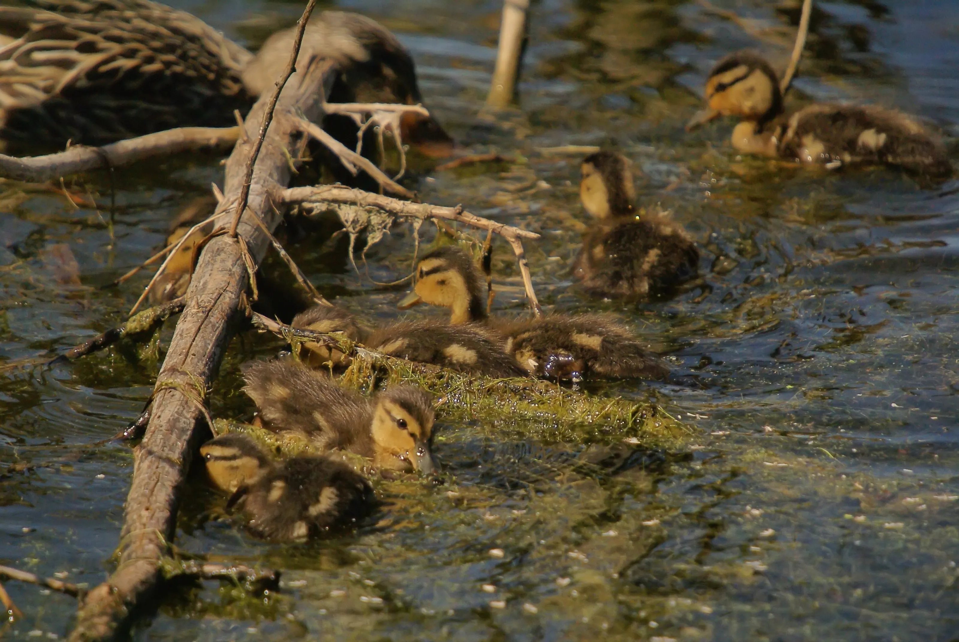 Eating As A Family