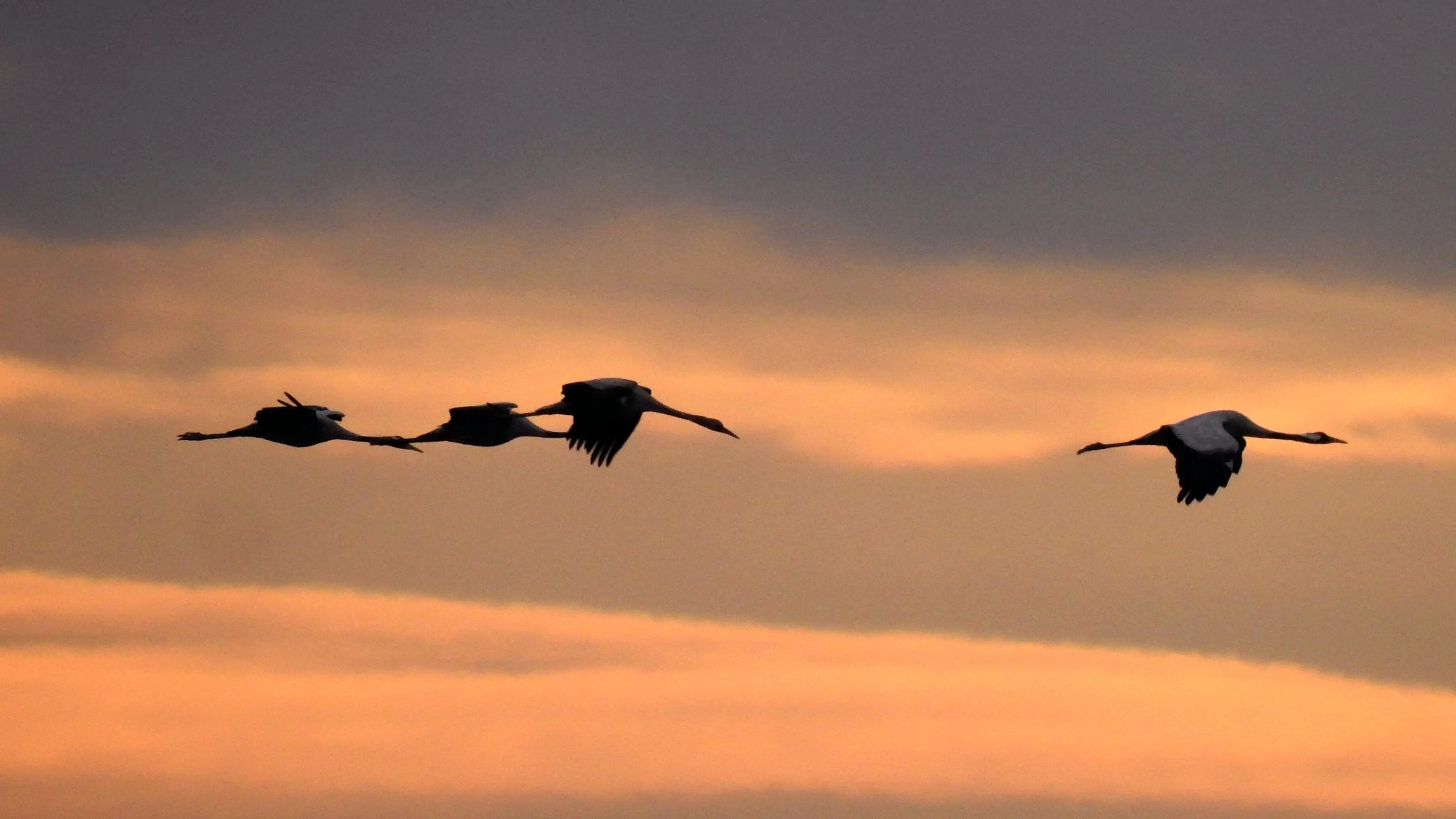 cranes