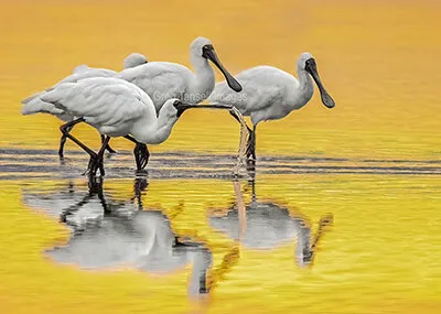 Spoonbill morning
