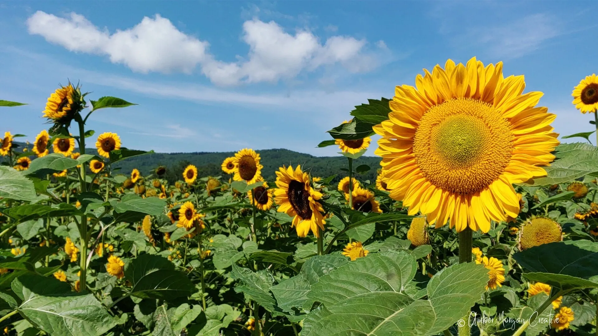 Sunflower Sunshine