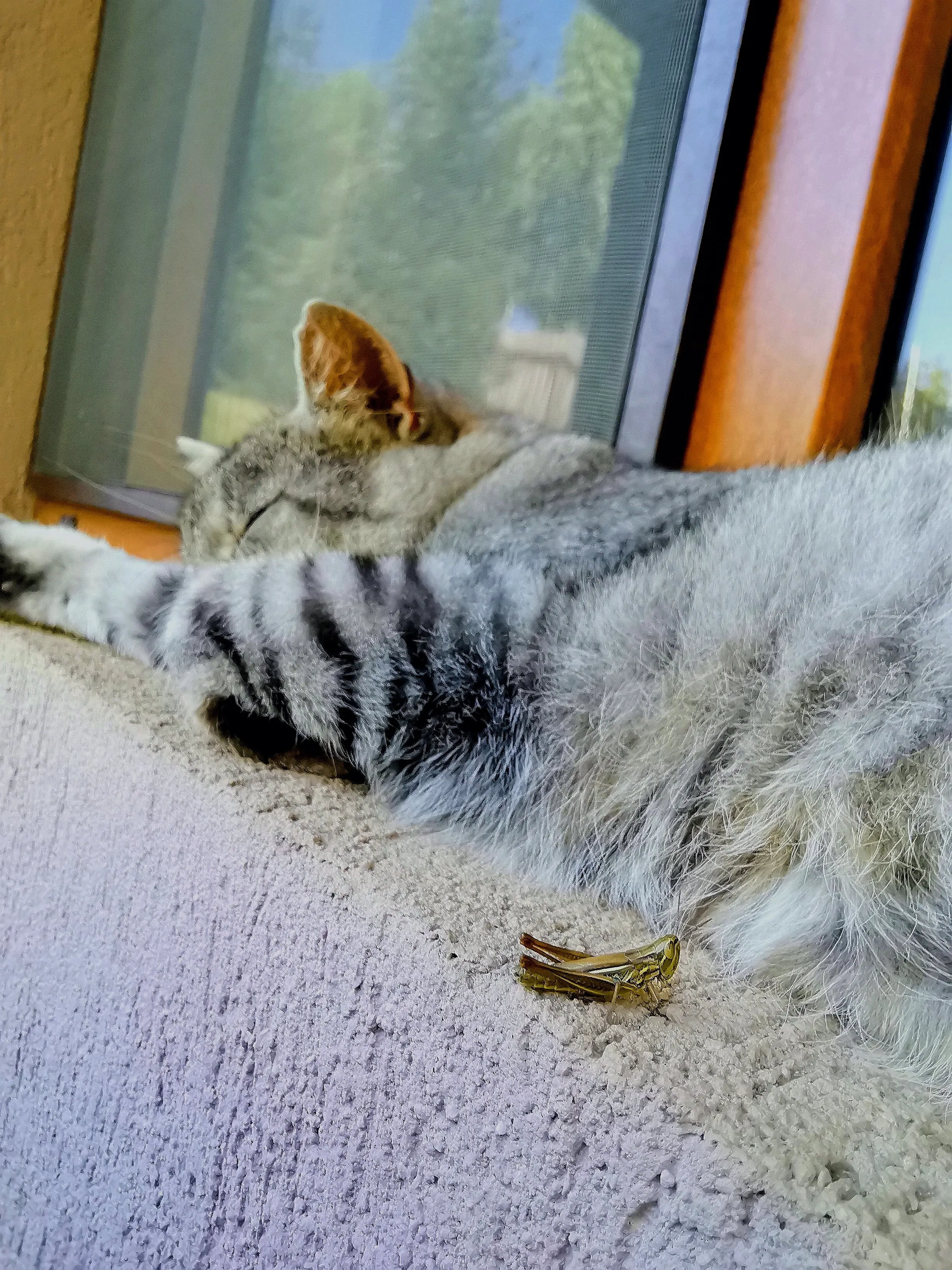 The cat's nap
