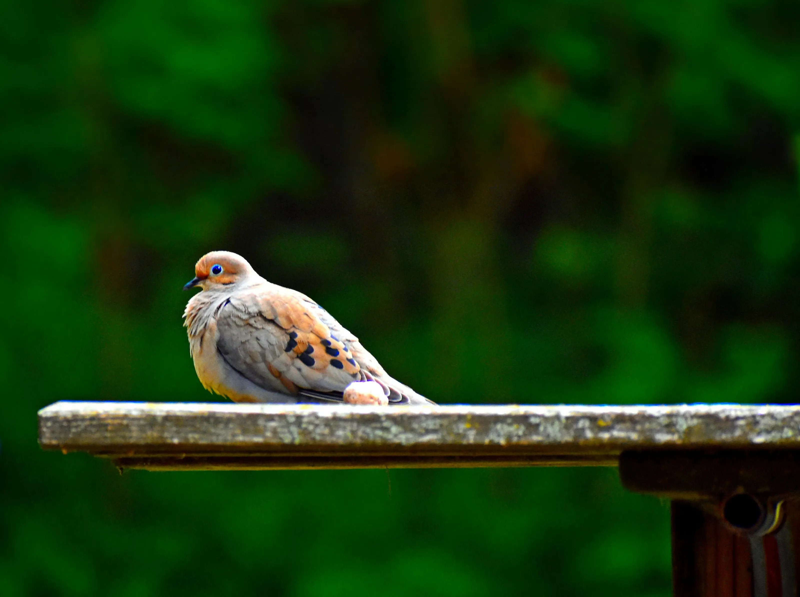 Pigeon