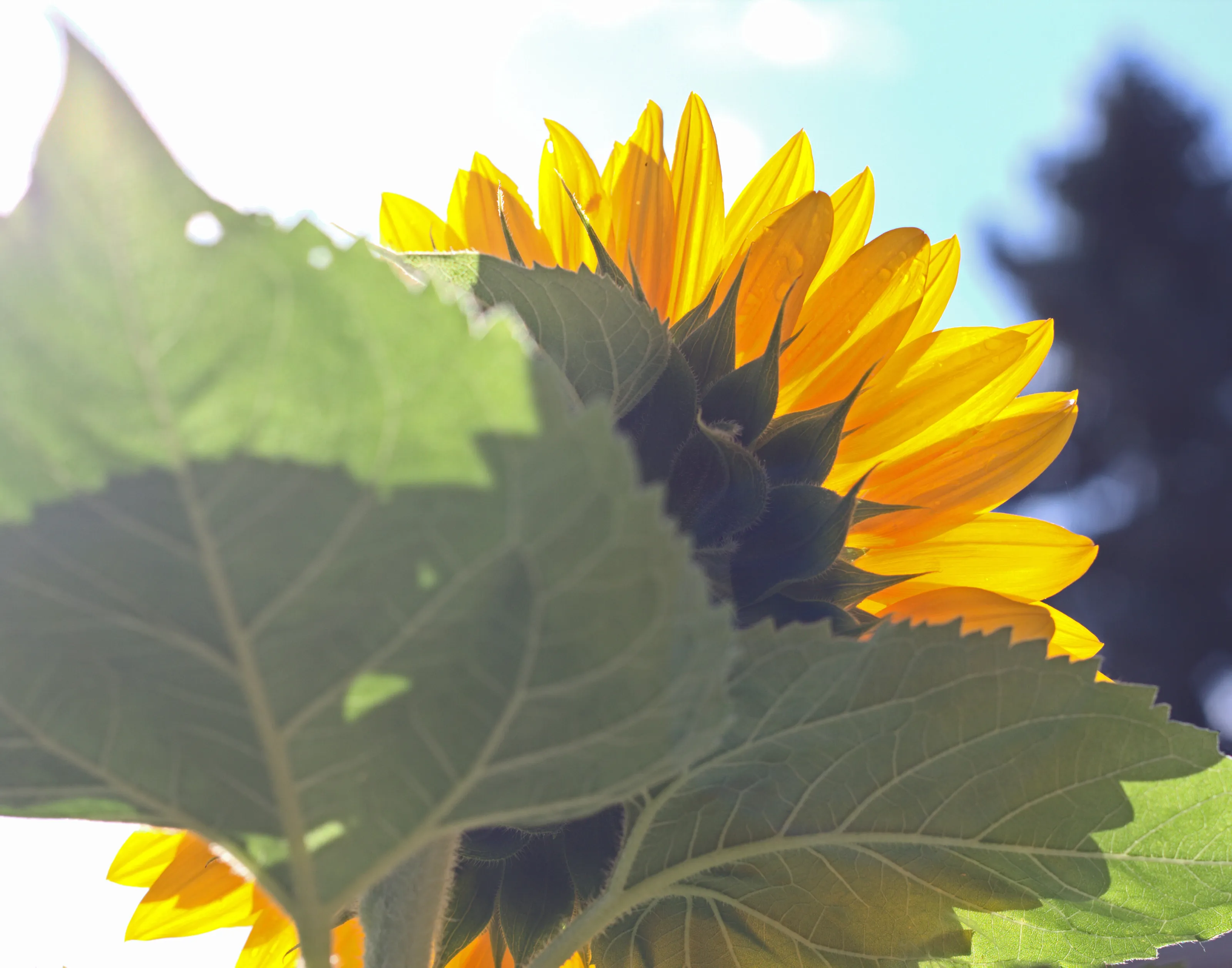 Behind the sunflower