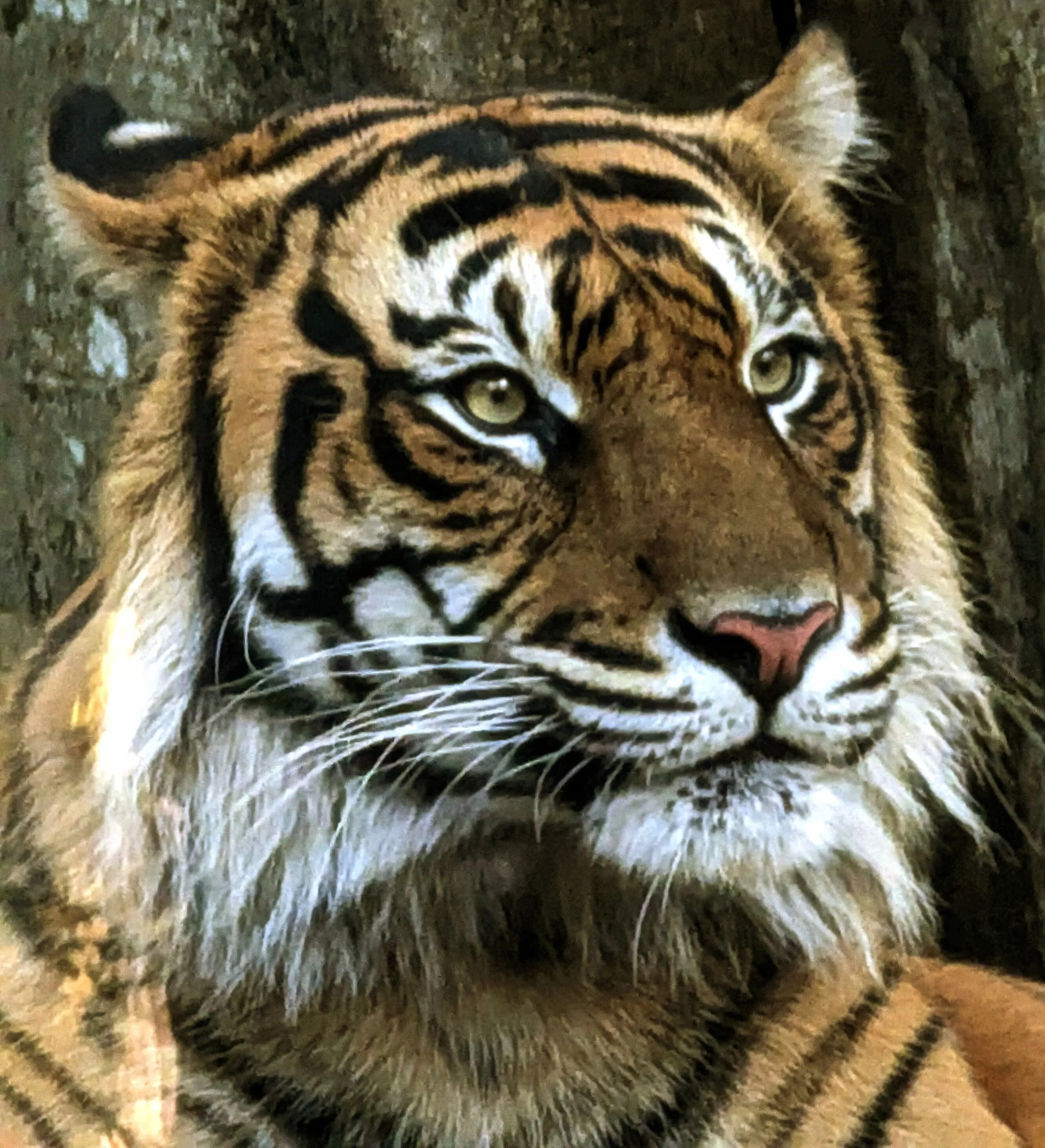 Beauty in the face of a Tiger