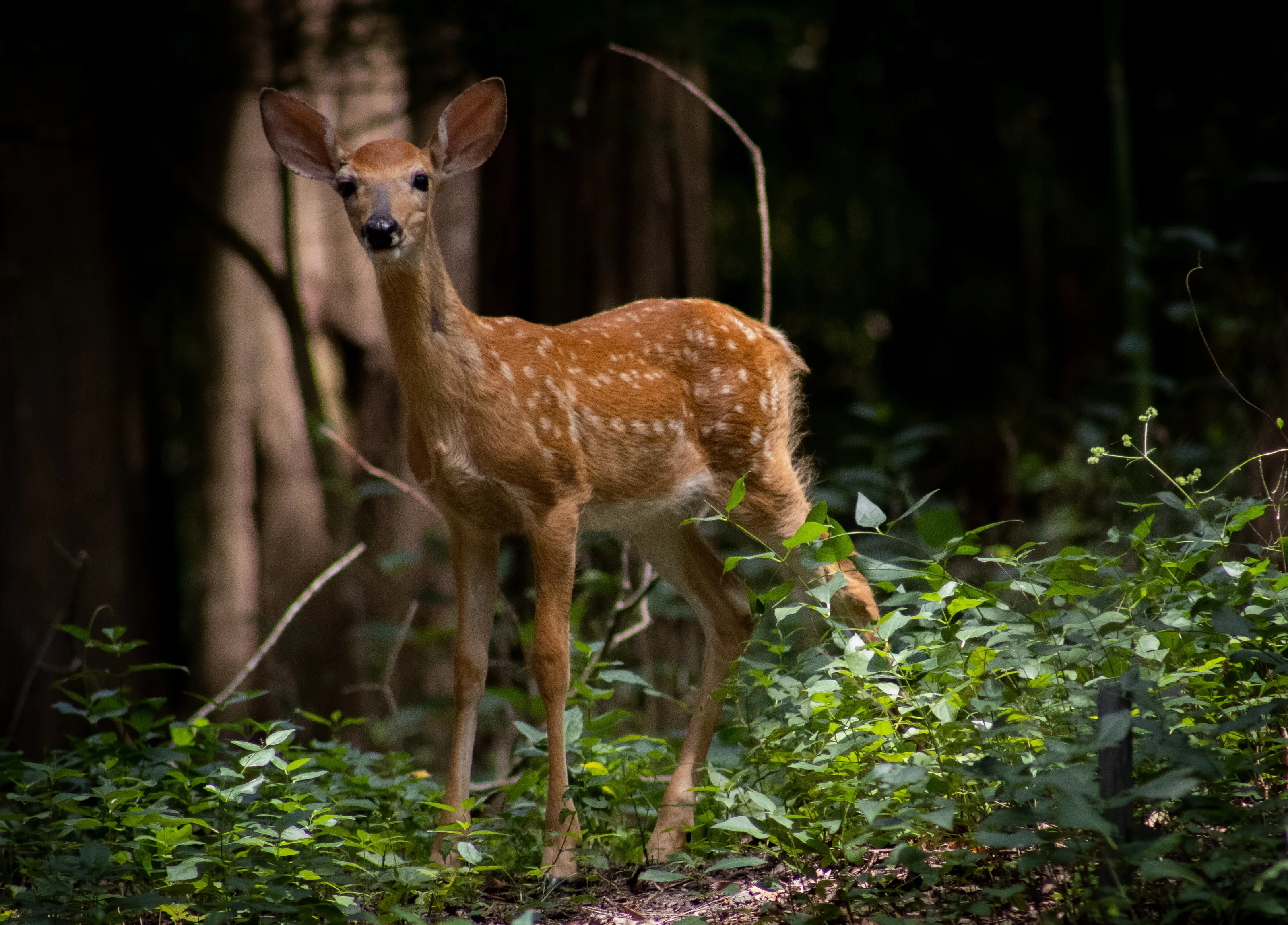 Morning walk