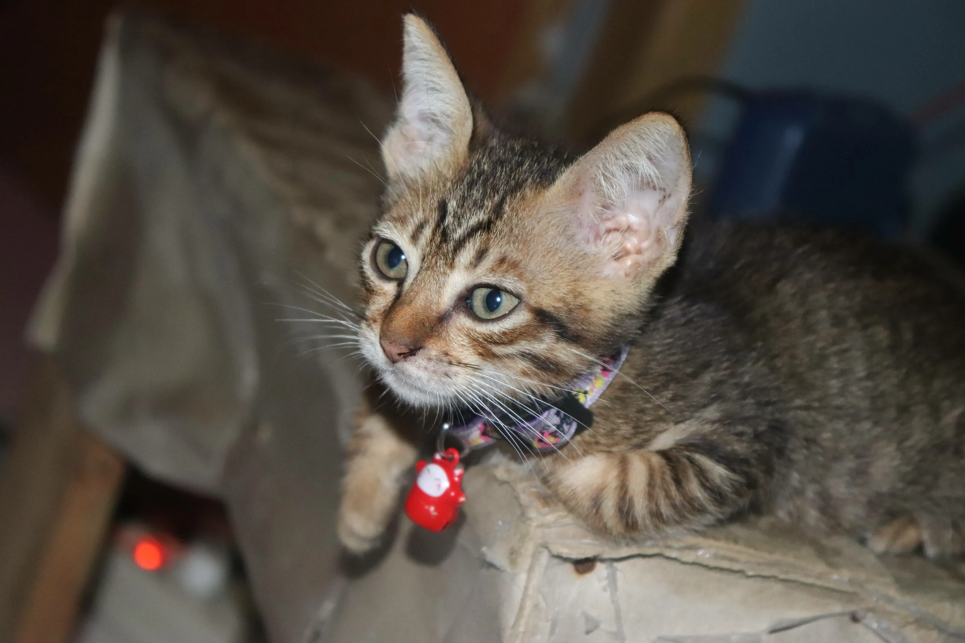 a little cat on the table