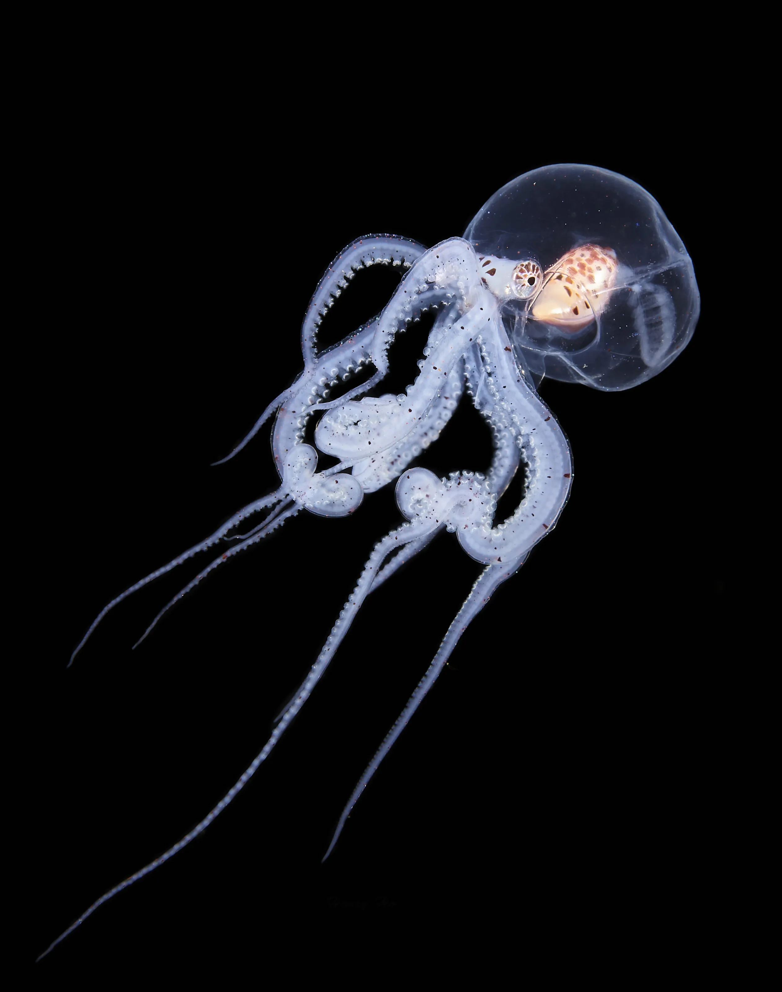 Dancing Wunderpus