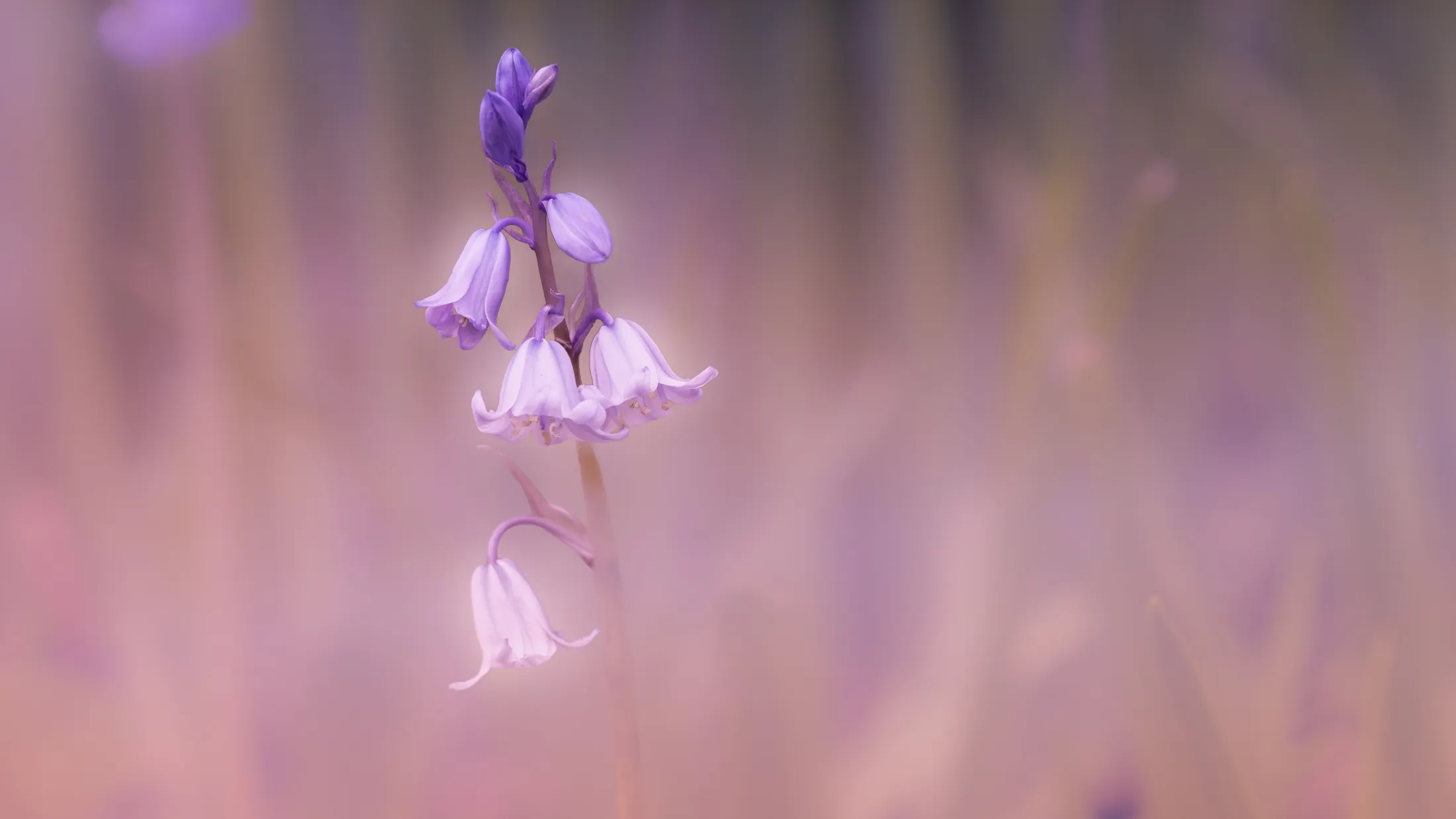 Entry 17533546