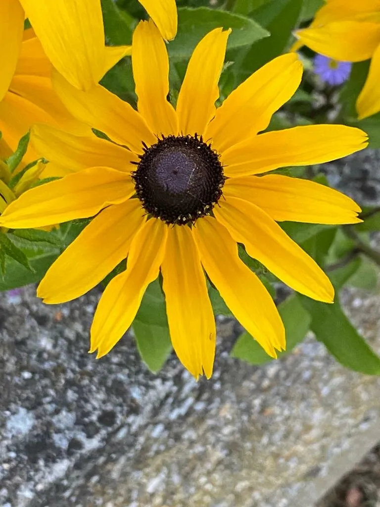 Yellow Flower