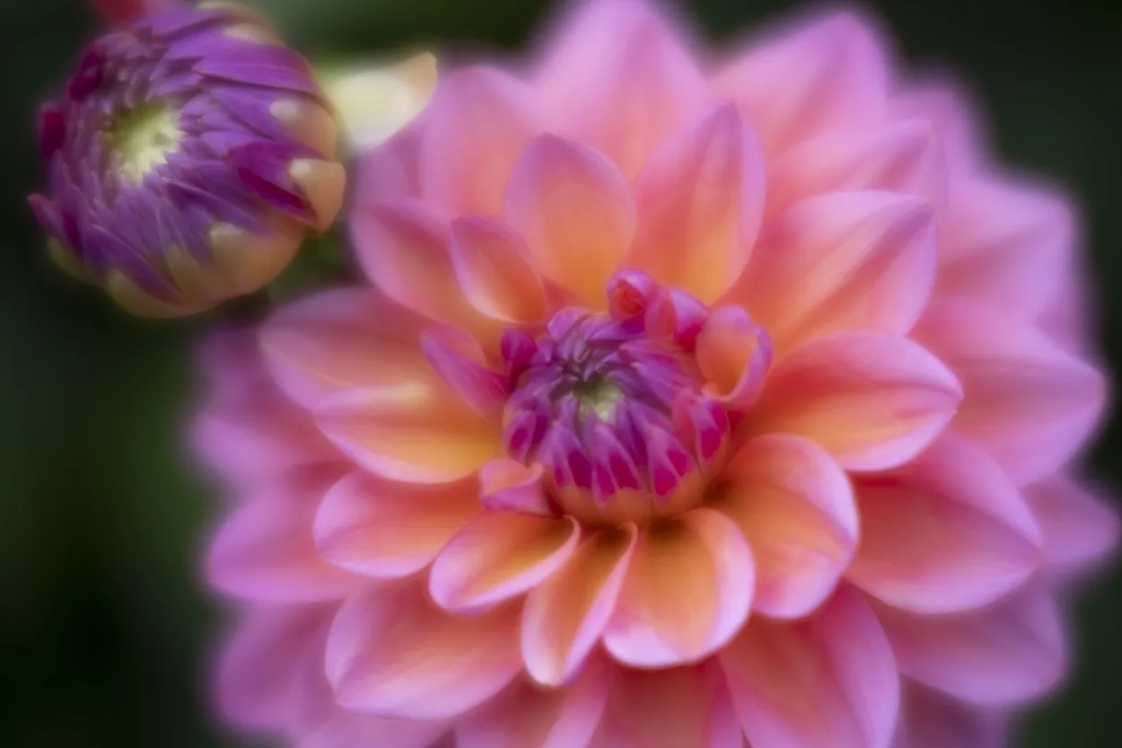 Entry 22263924