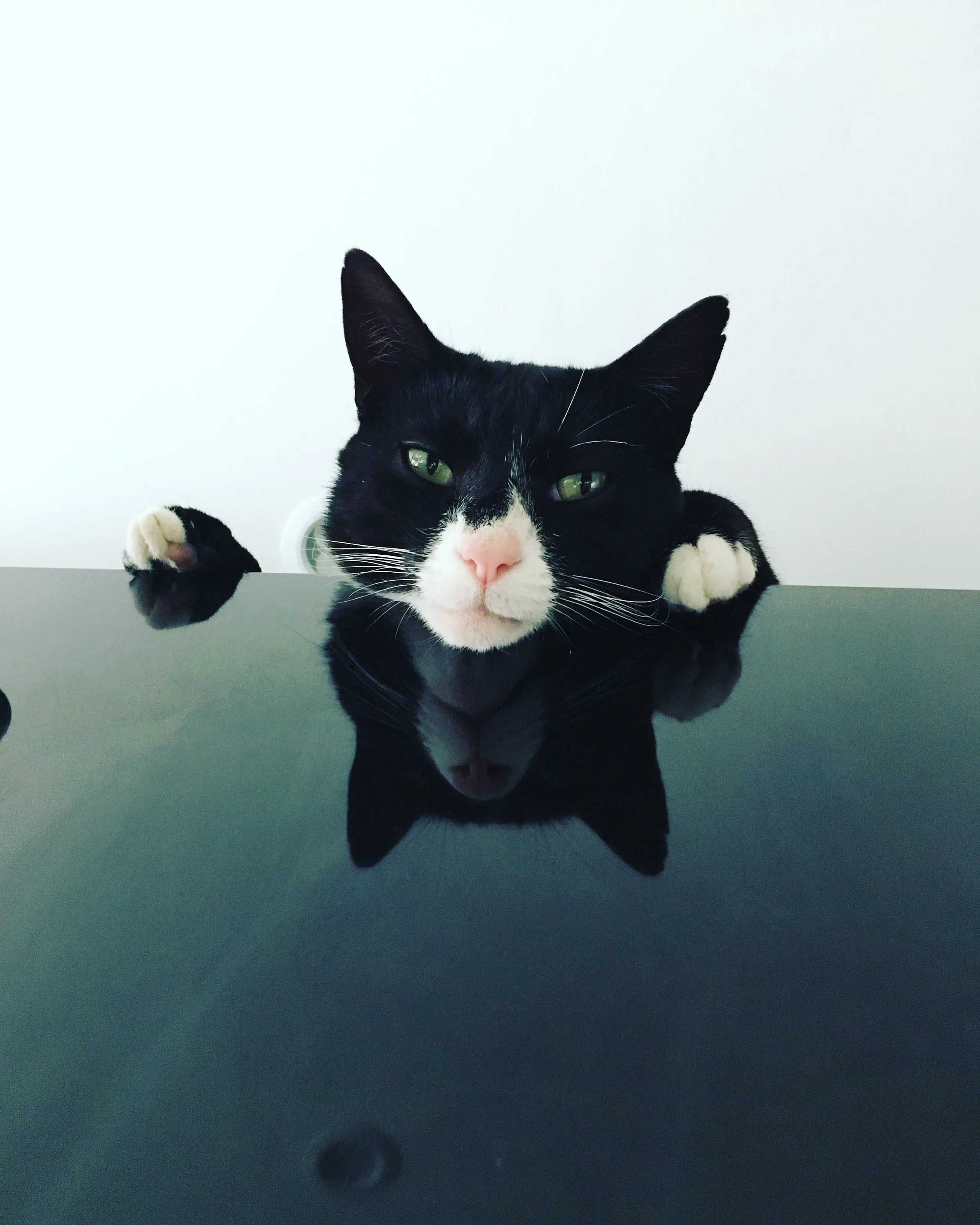 Cat on top of fridge