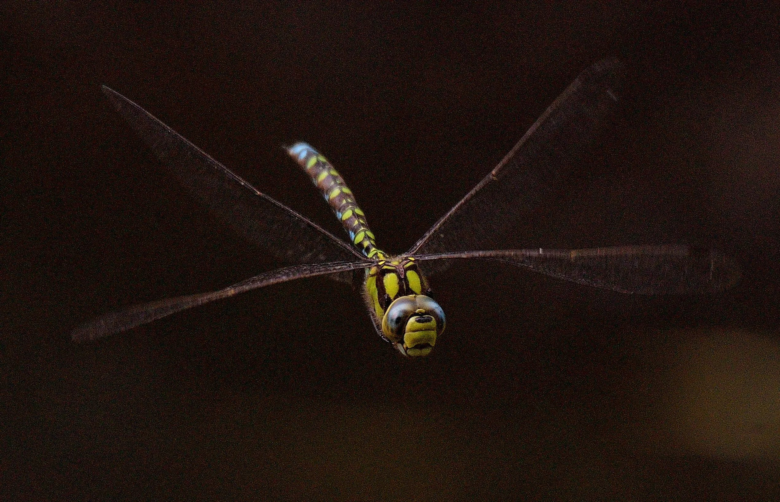 Emperor Dragonfly