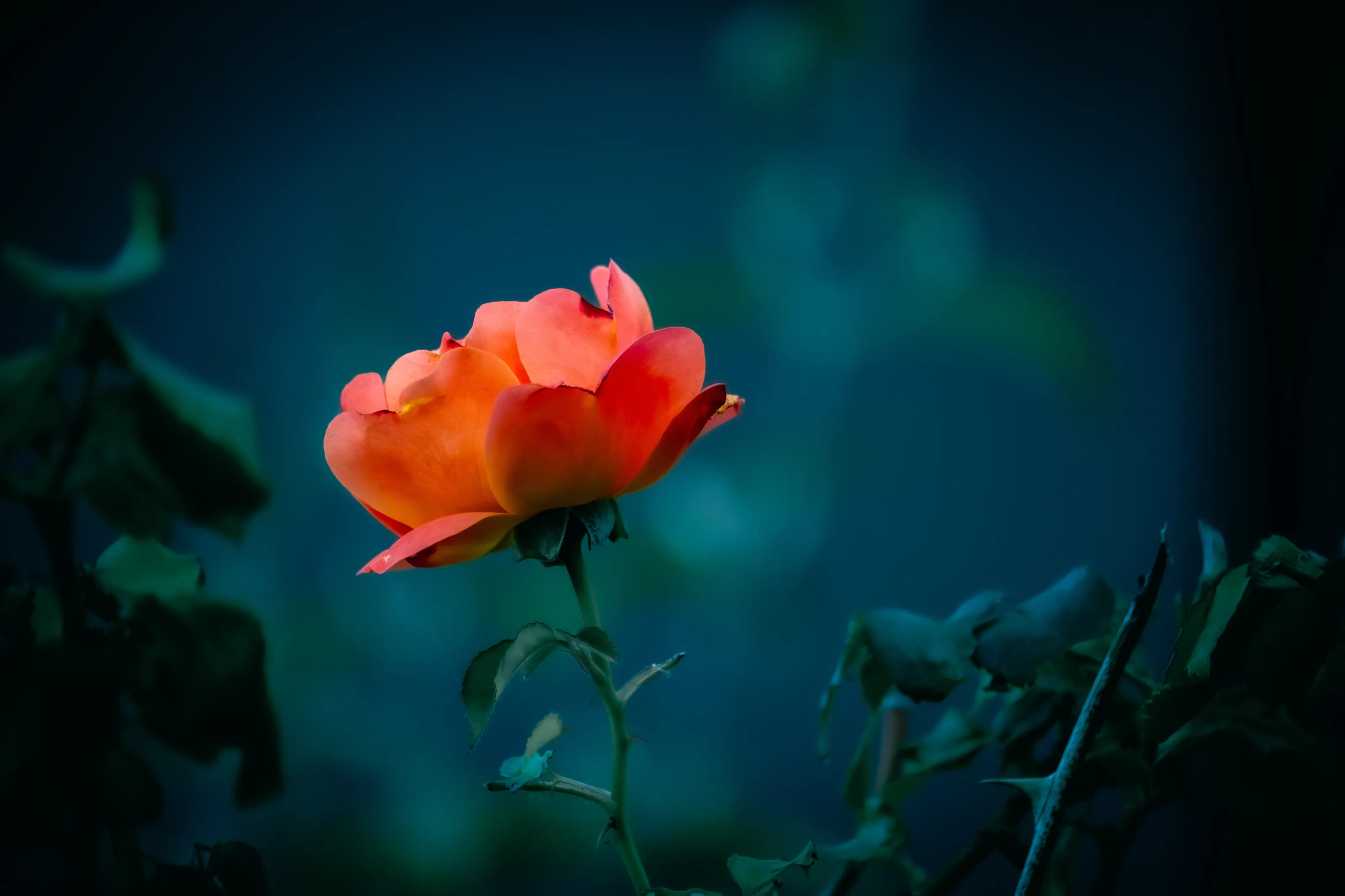 Glowing Beauty