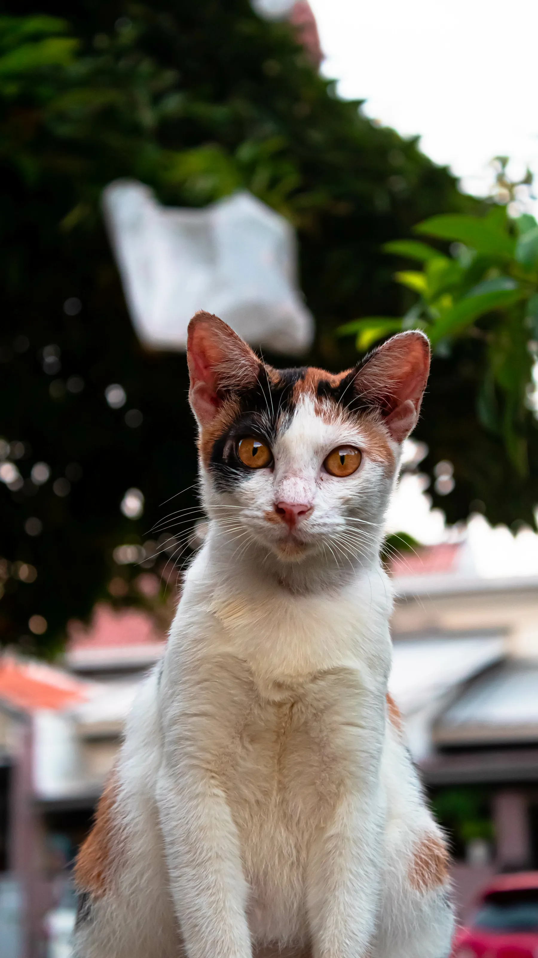 The calico cat is sitting
