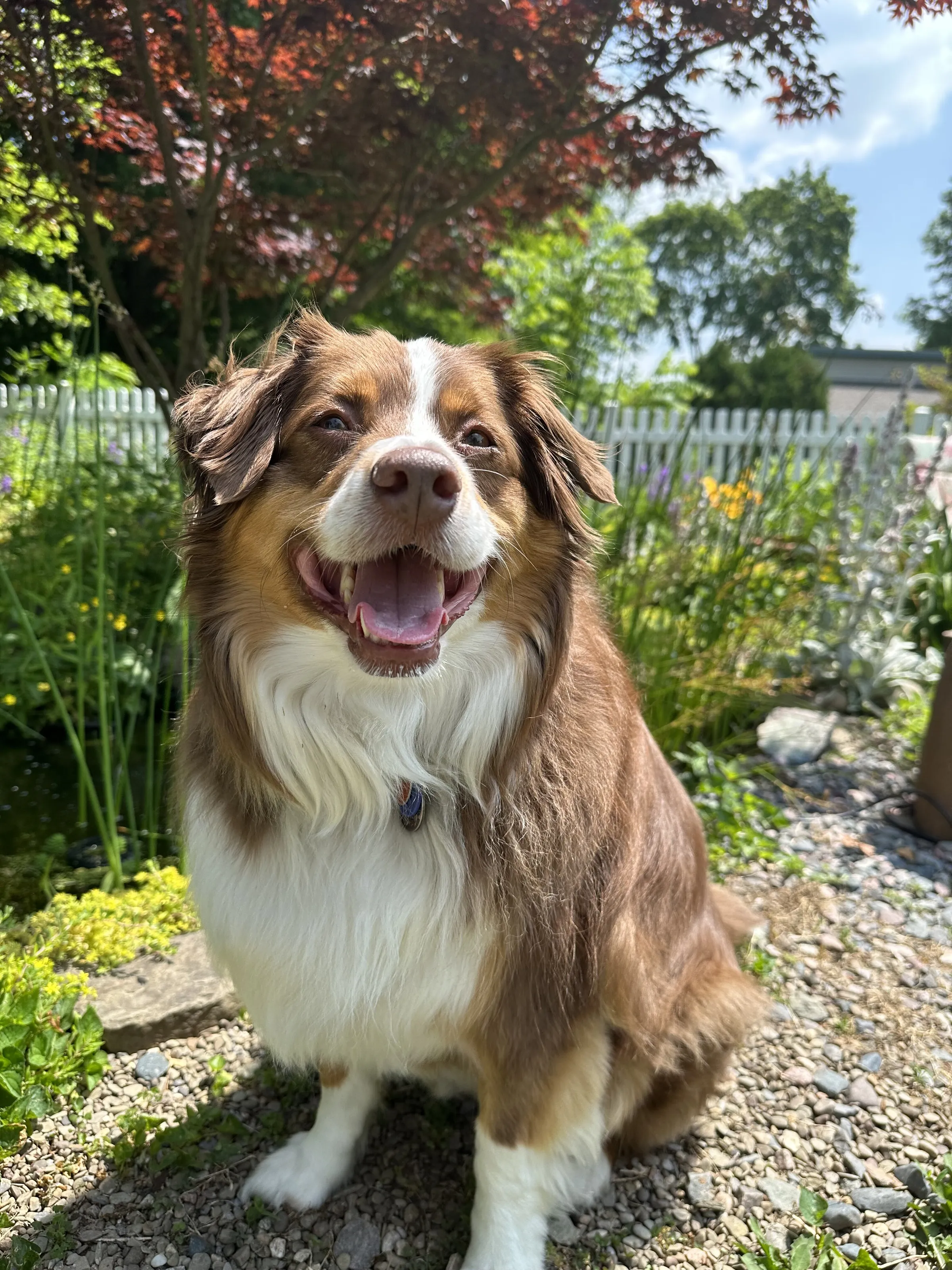Koda